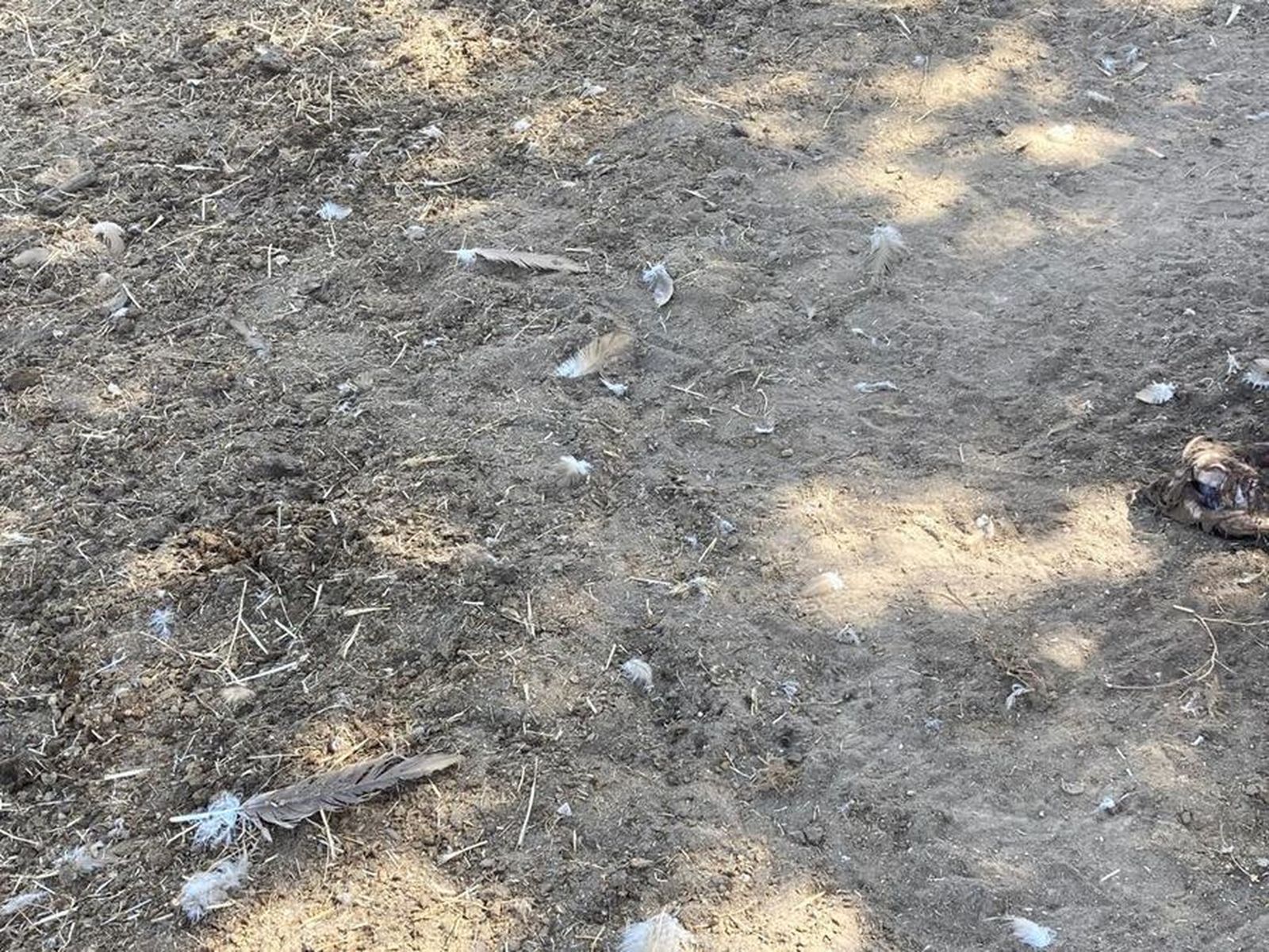 Ataque buitrs UPA (2)