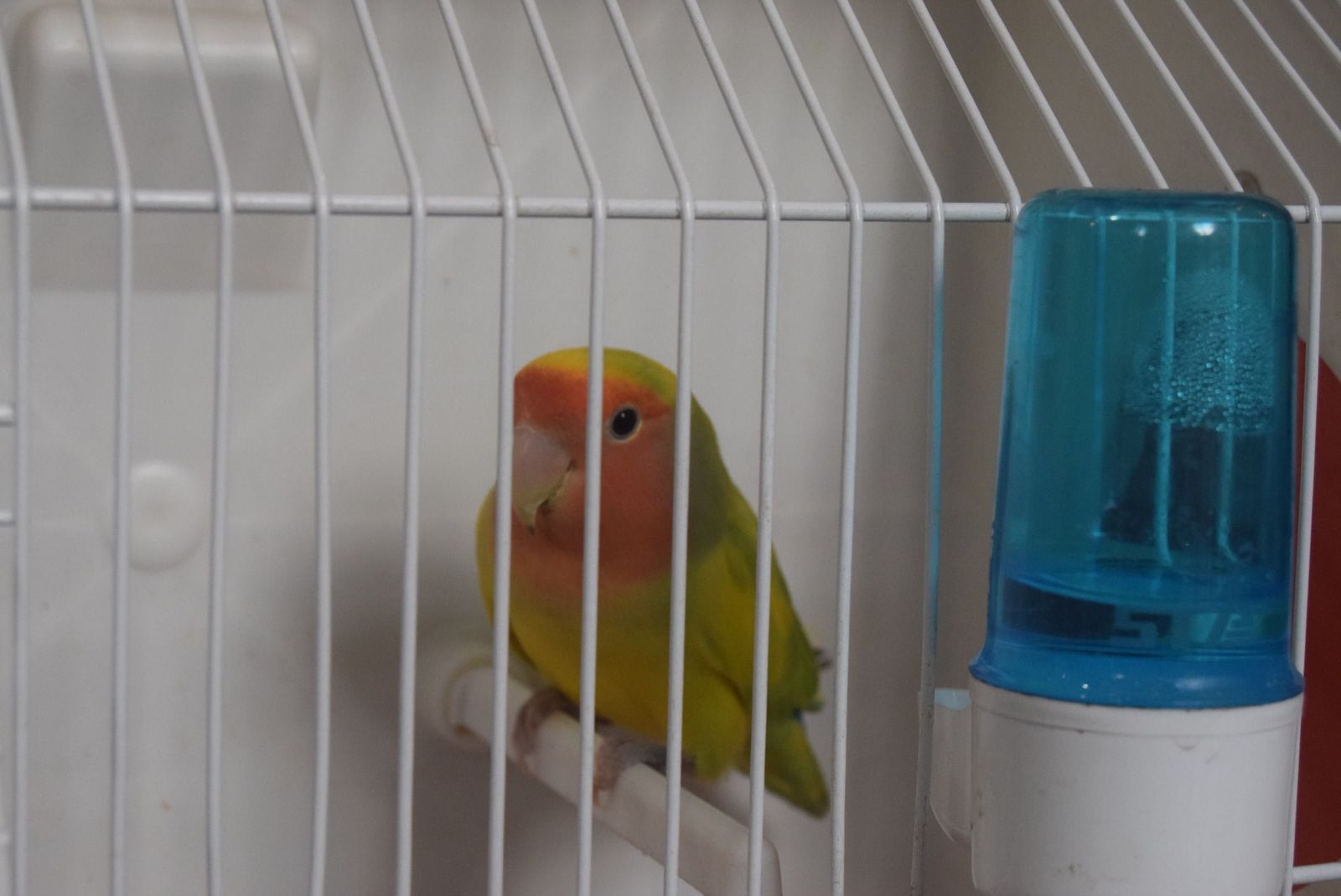 exposicion-ornitologica-en-el-colegio-universitario-26