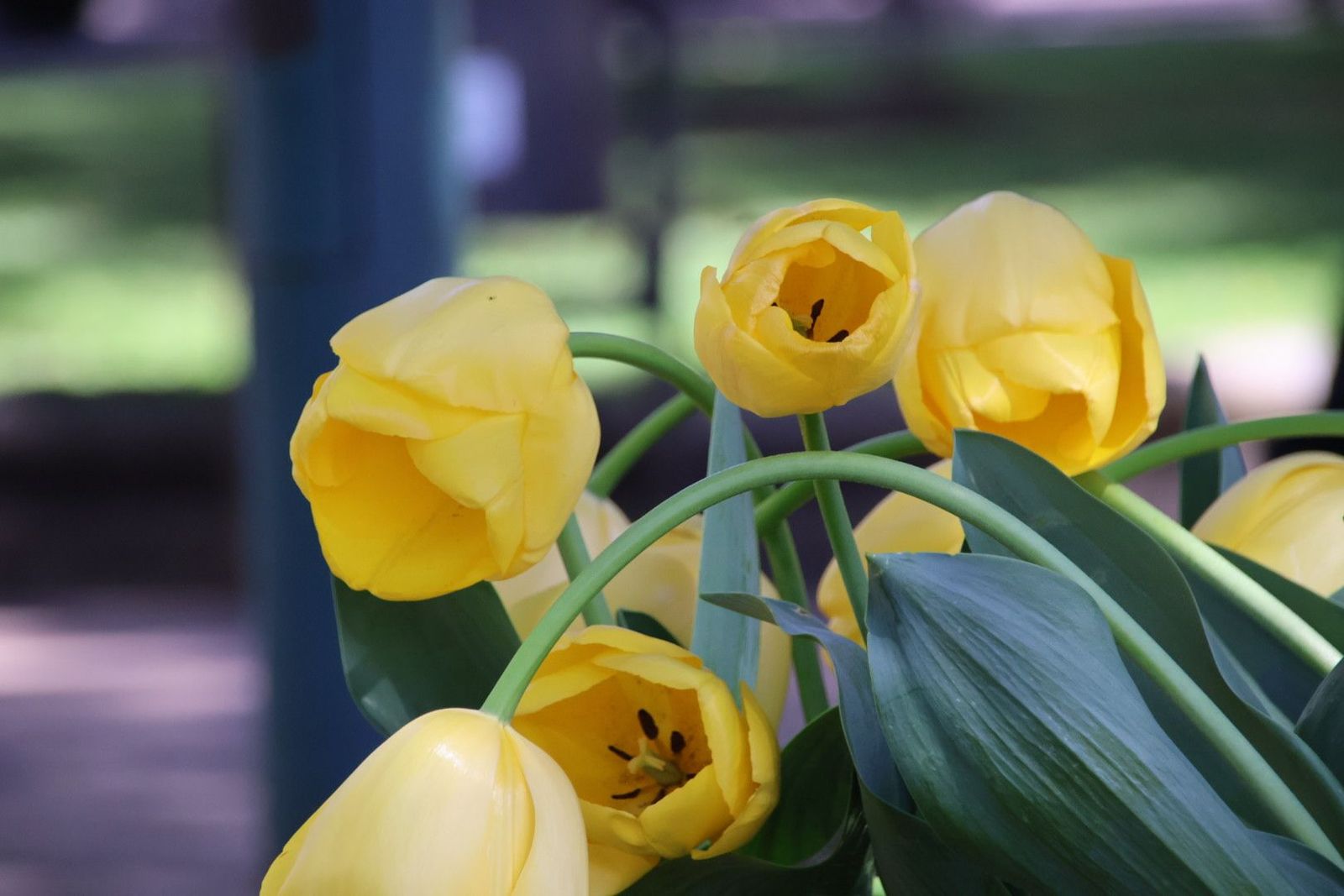 Plantación de tulipanes con motivo del Día Mundial del Parkinson