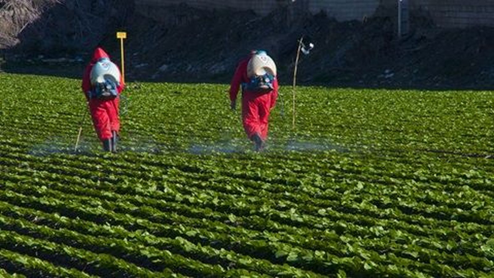 pesticidas alimentos