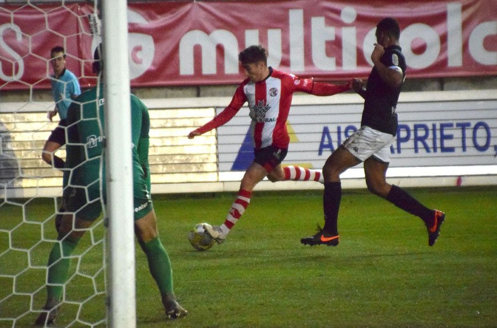 Perero zamora jupiter