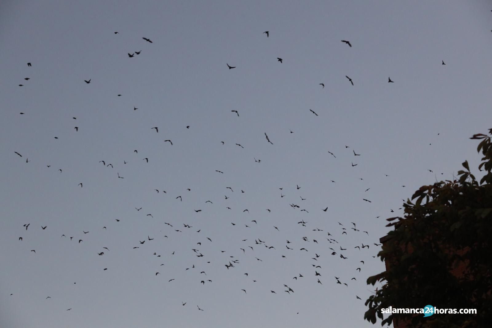 Regreso de los estorninos5a38b1d9 72c0 40d1 b2ea 532f37f0969f