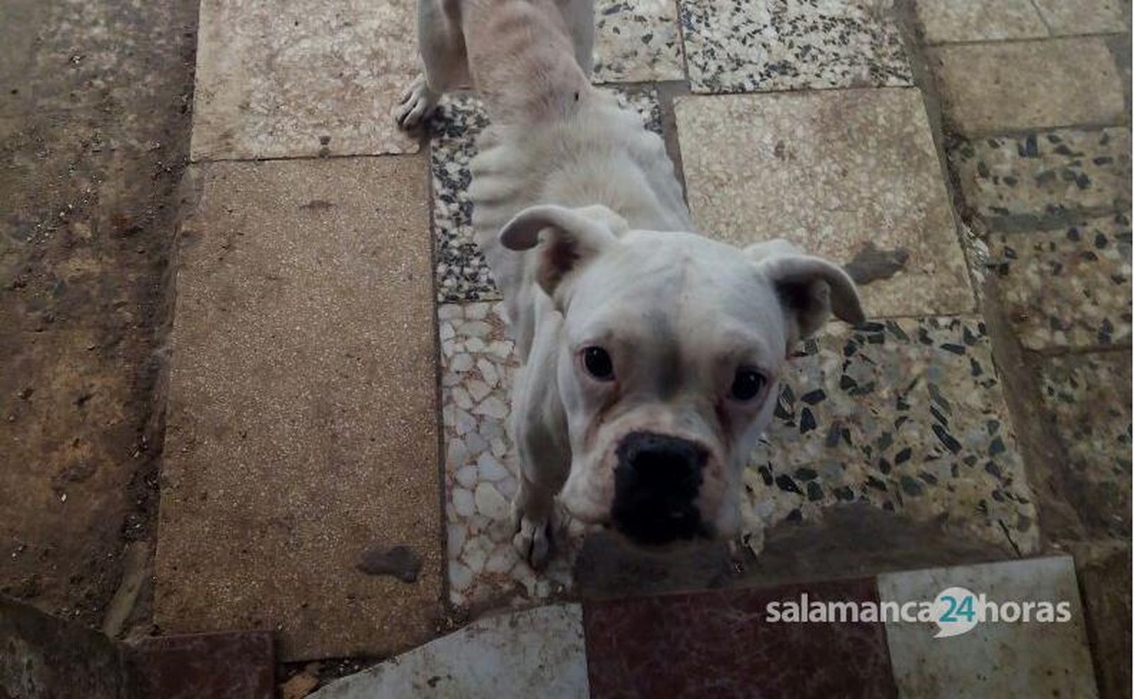 Imagen de archivo de un bóxer. S24H.