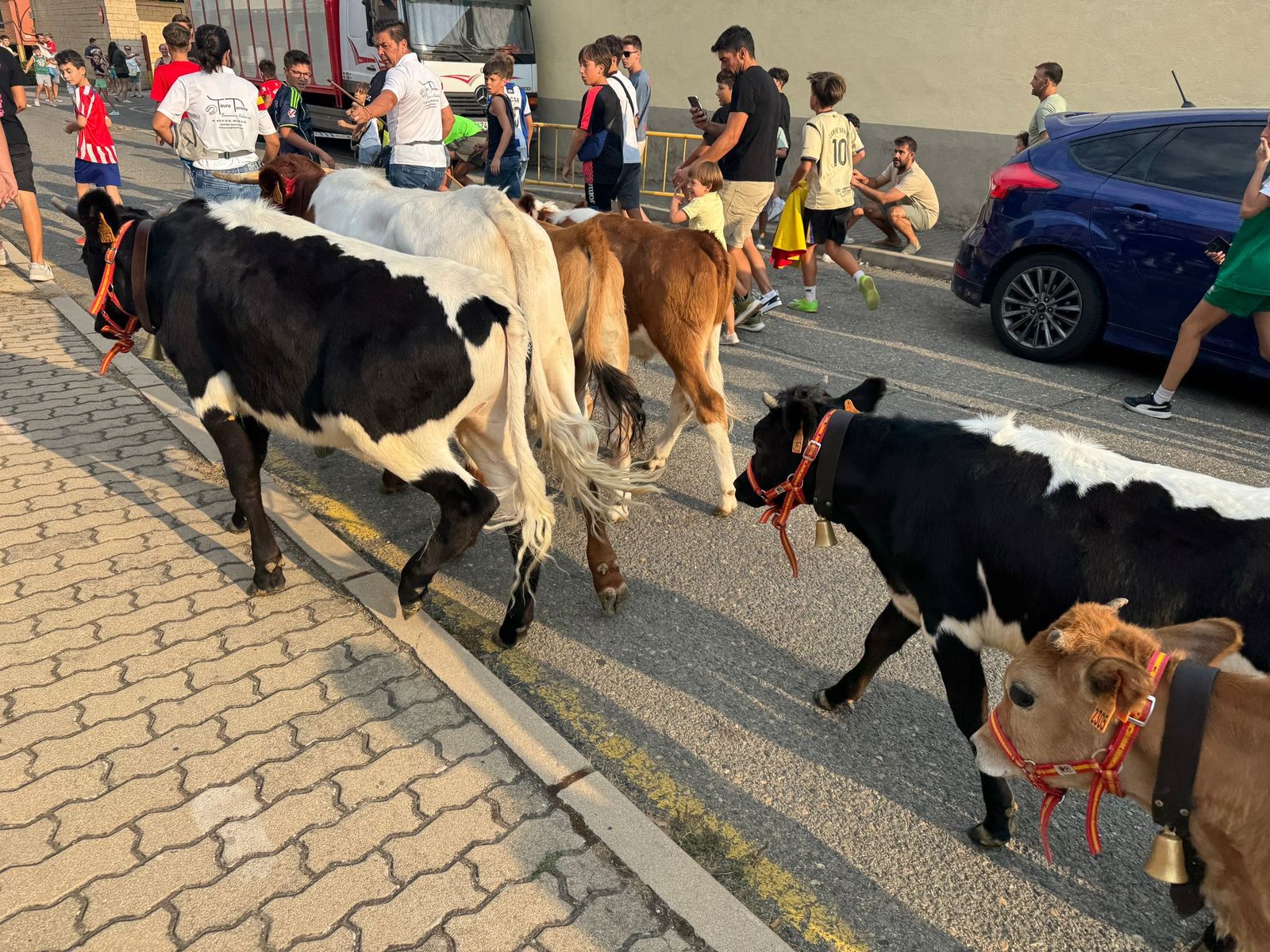 Encierro infantil de Mini Bueyes en Guijuelo durante sus fiestas 2025