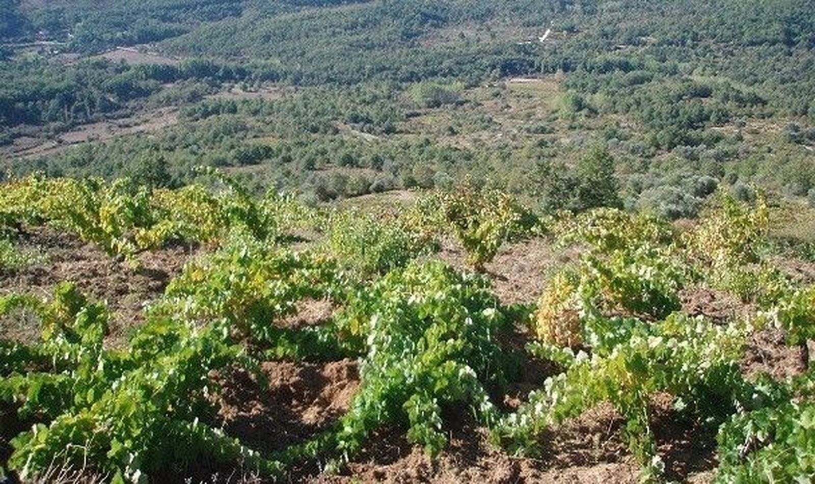 Viticultores y Denominaciones reclaman la continuidad del sistema de derechos de plantación