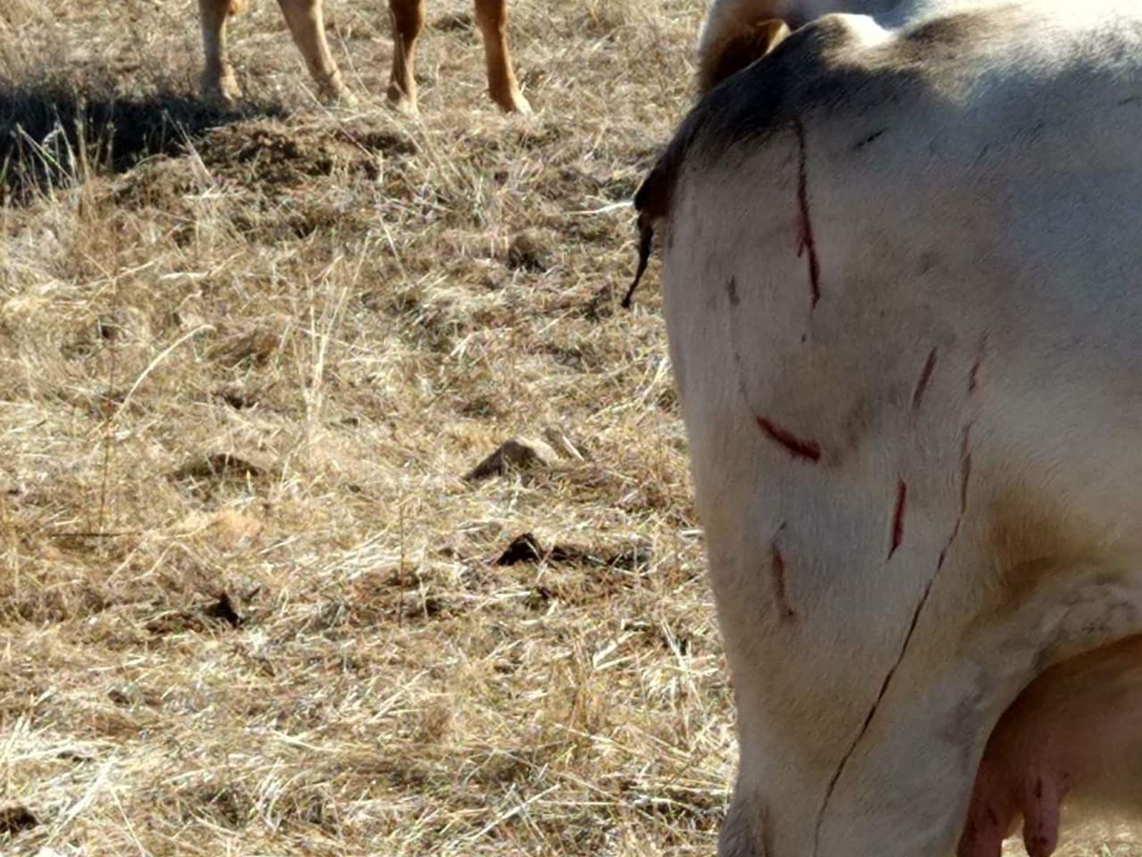 Vacas heridas lobo (1)