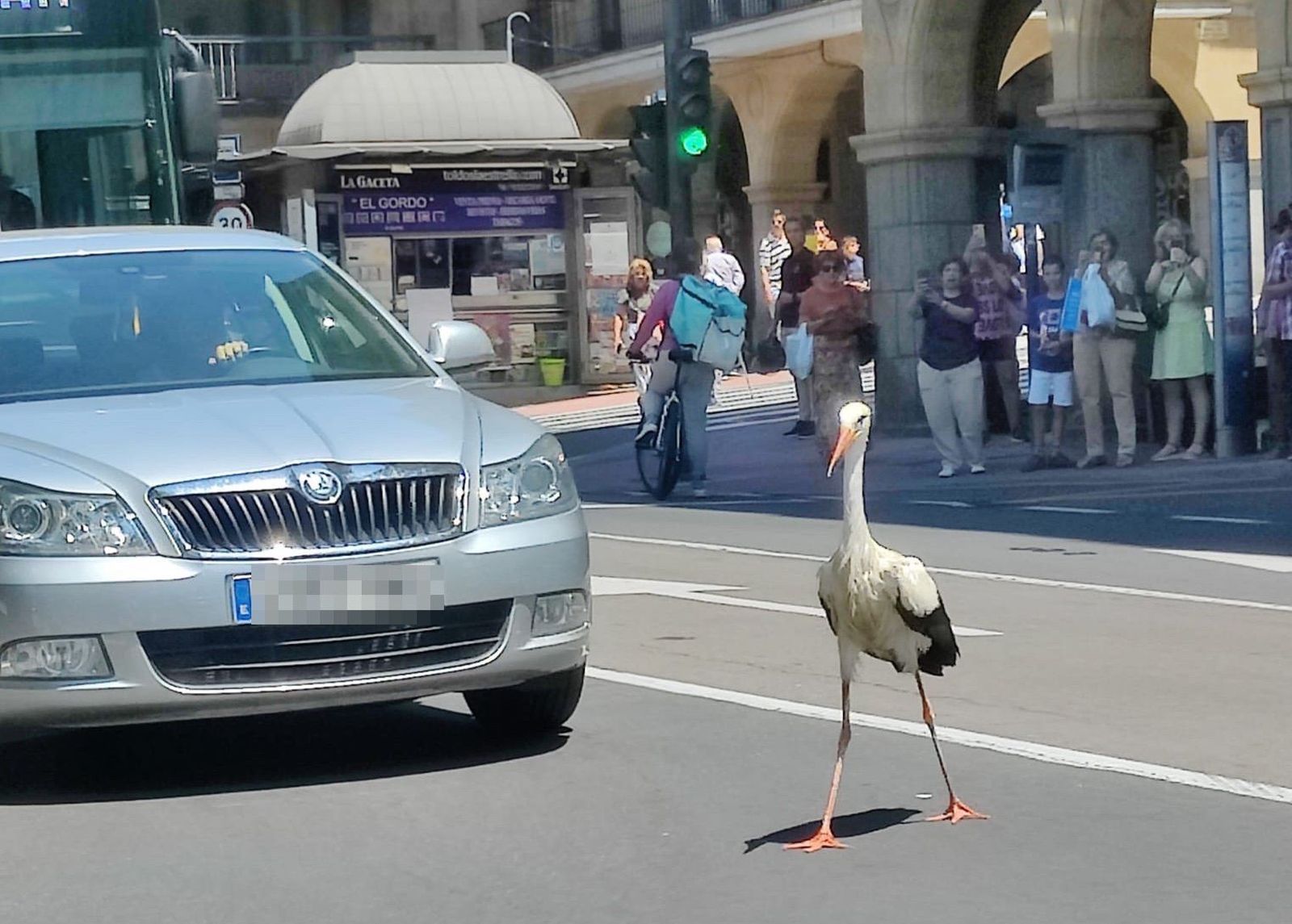 La cigüeña en mitad de la Gran Vía. Foto redes sociales