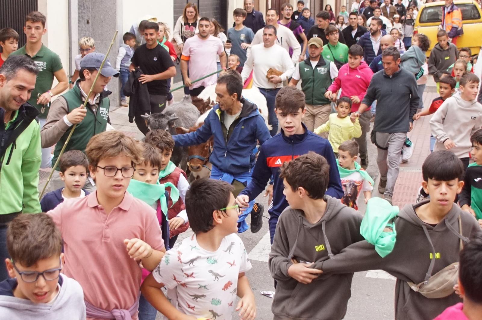 Alba de Tormes celebra un encierro, capea y encierro de minibueyes