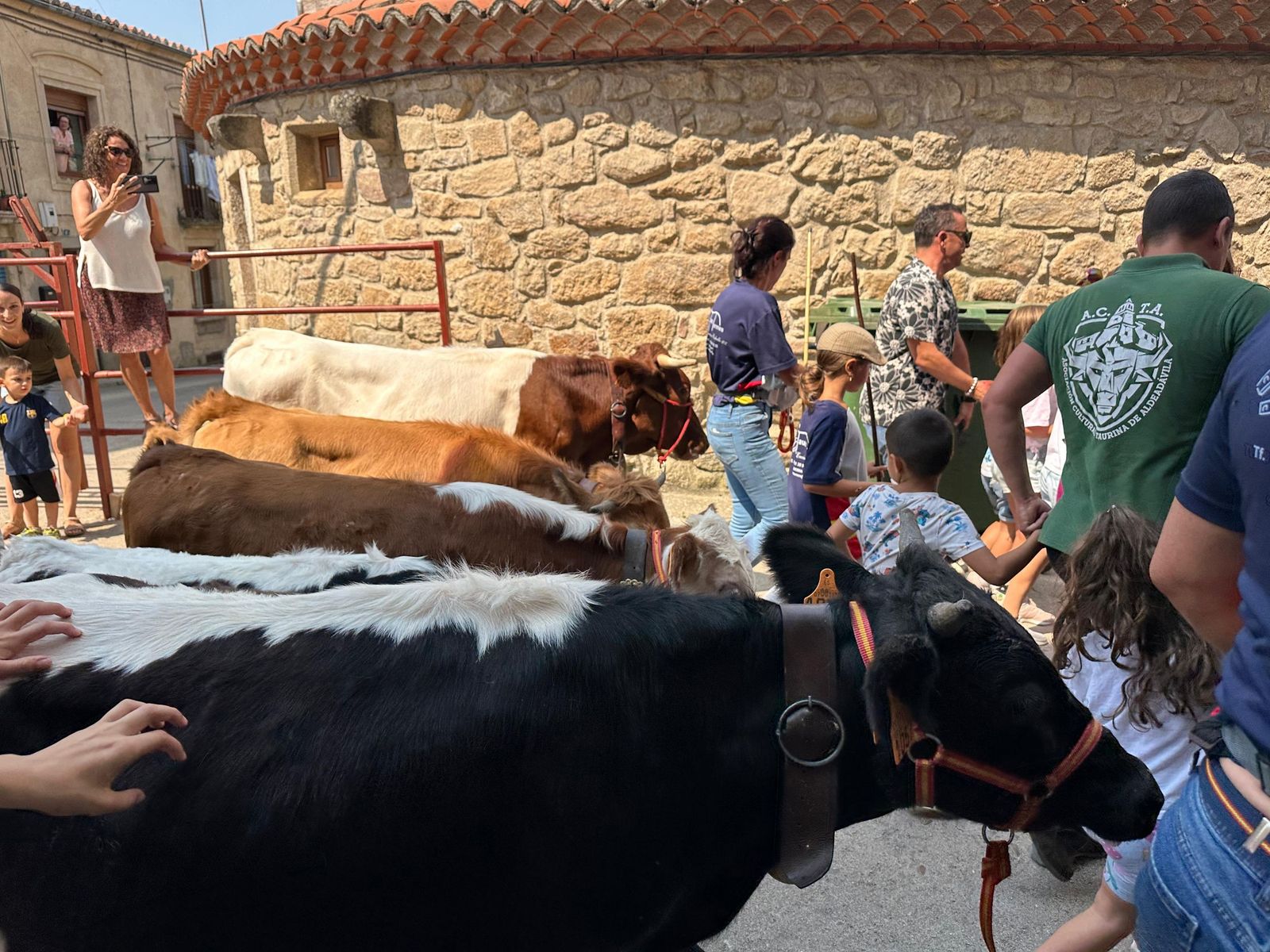 Mini bueyes en Aldeadávila