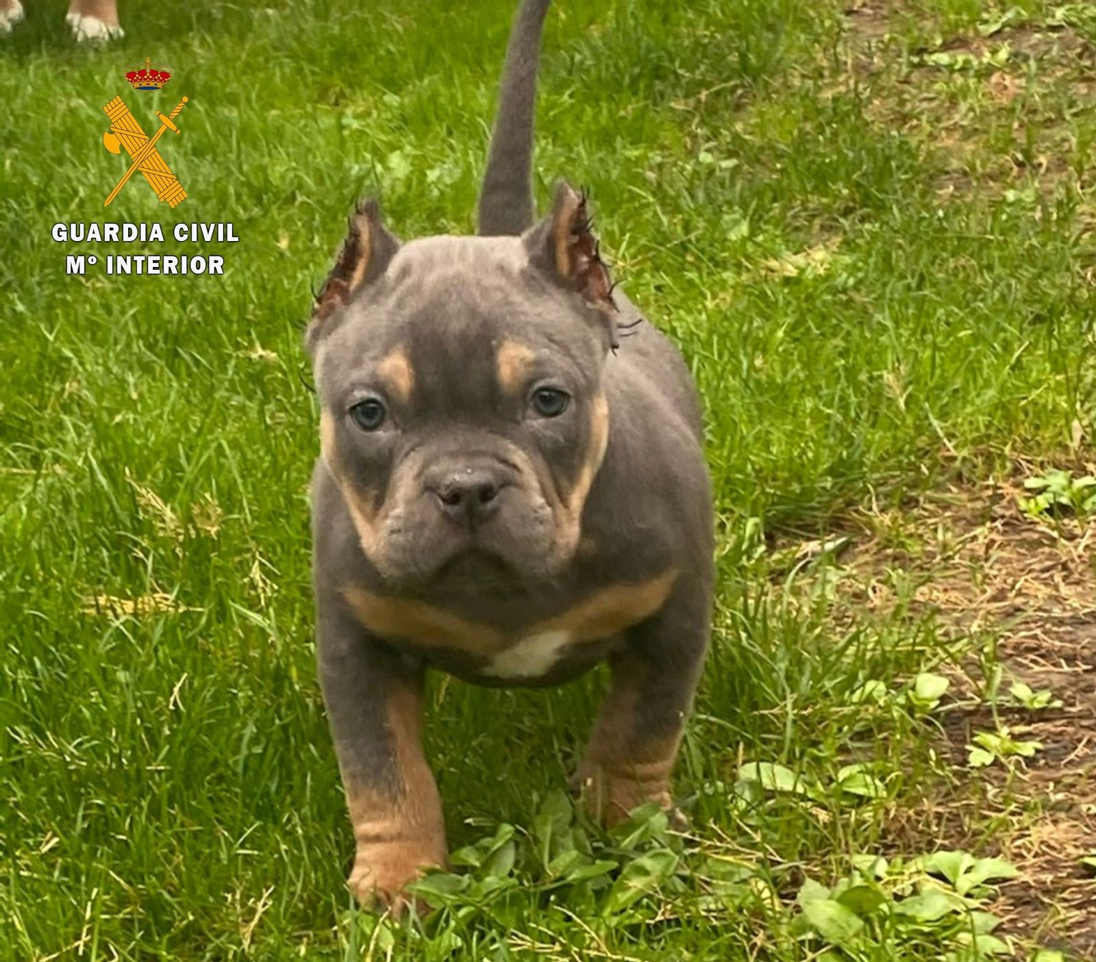 Investigados cuatro varones de la provincia de Salamanca por mutilar a cachorros por razones estéticas