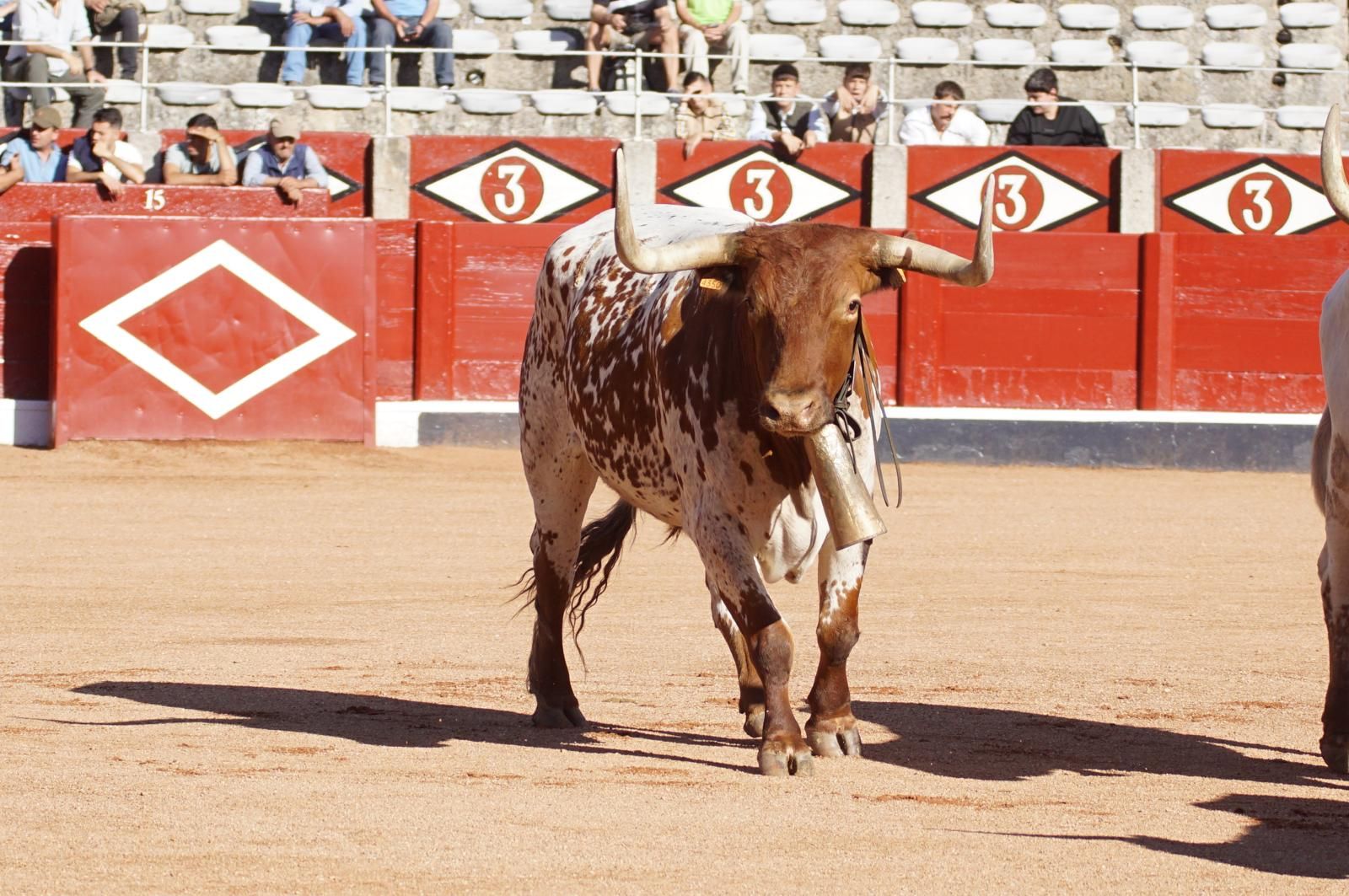 Tradicional Desenjaule en la Plaza de Toros La Glorieta