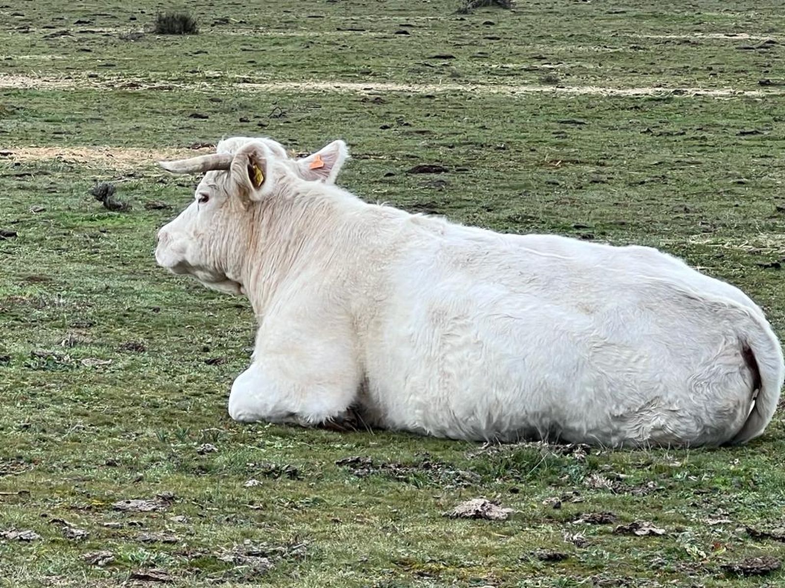 Vaca en el campo de Salamanca. Foto de archivo