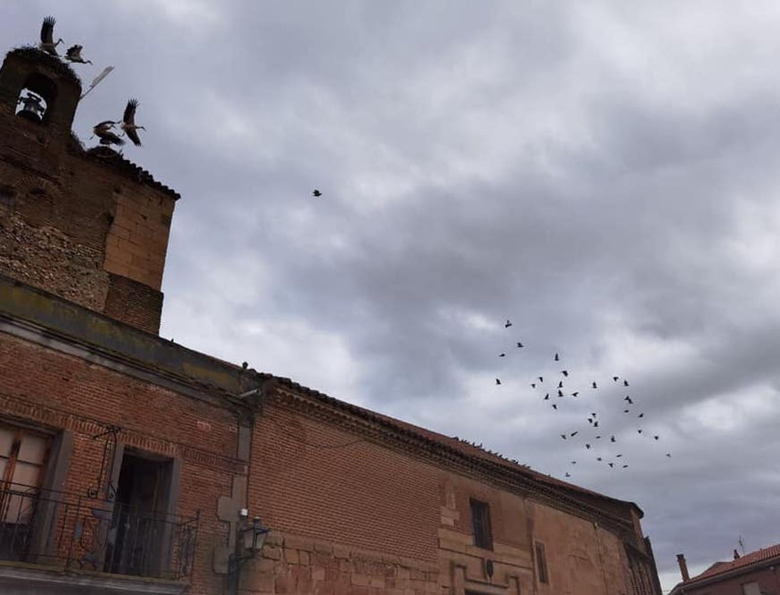 Palomas, un grave problema también en Villoria