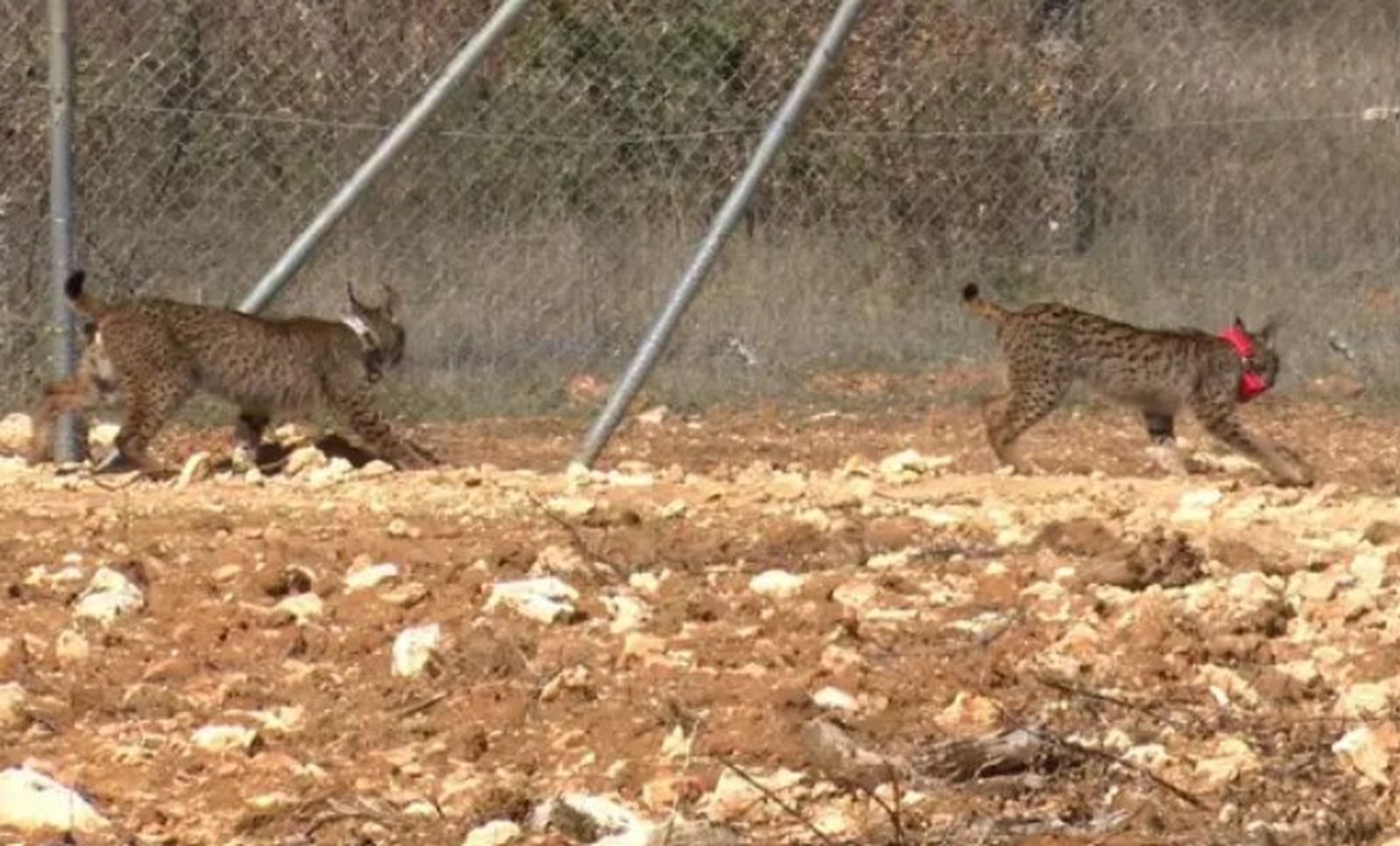 Wapa y Wilton, en el cercón de adptación de Astudillo. - EUROPA PRESS