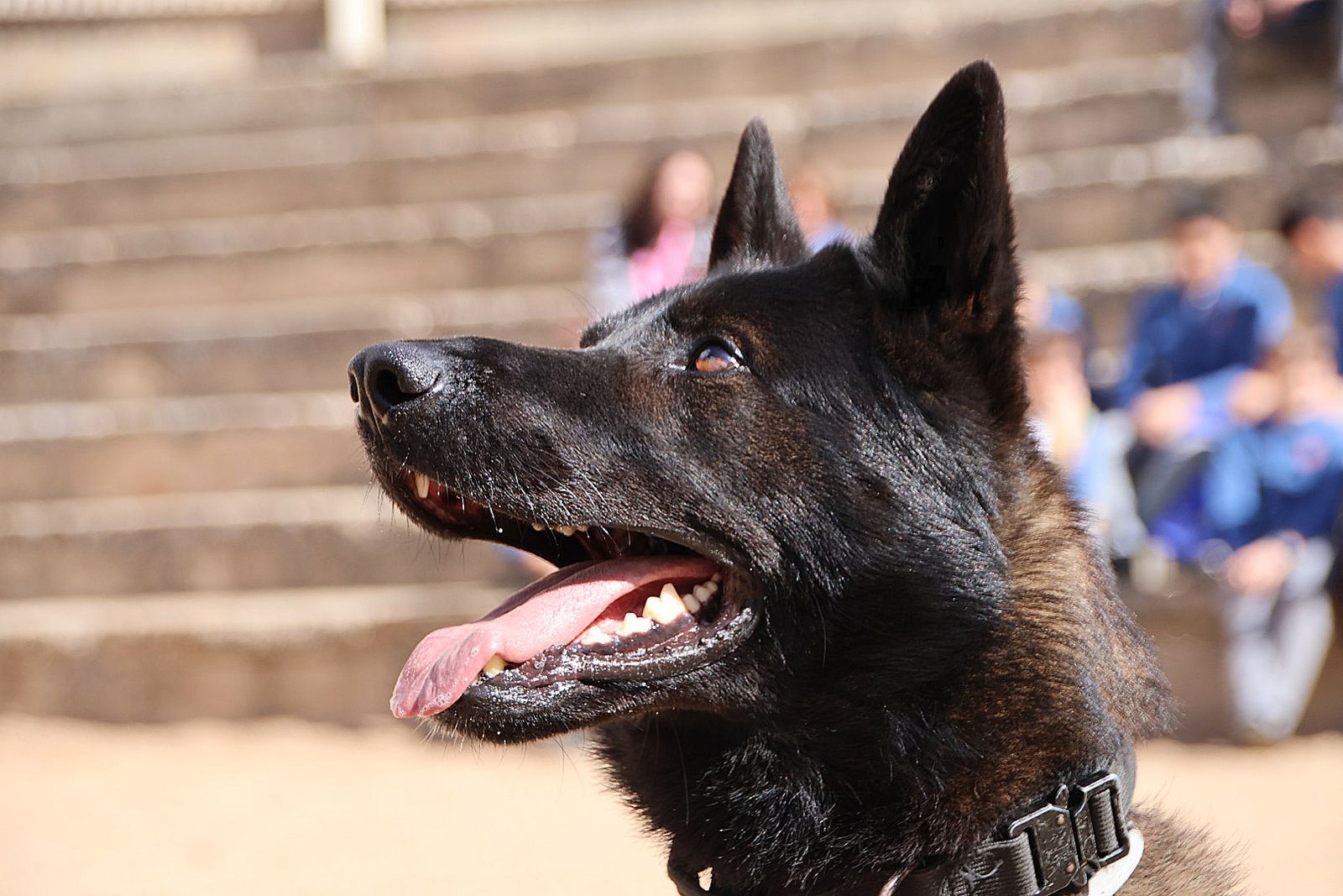 Reportaje perros Policía Local "semillas de conciencia"