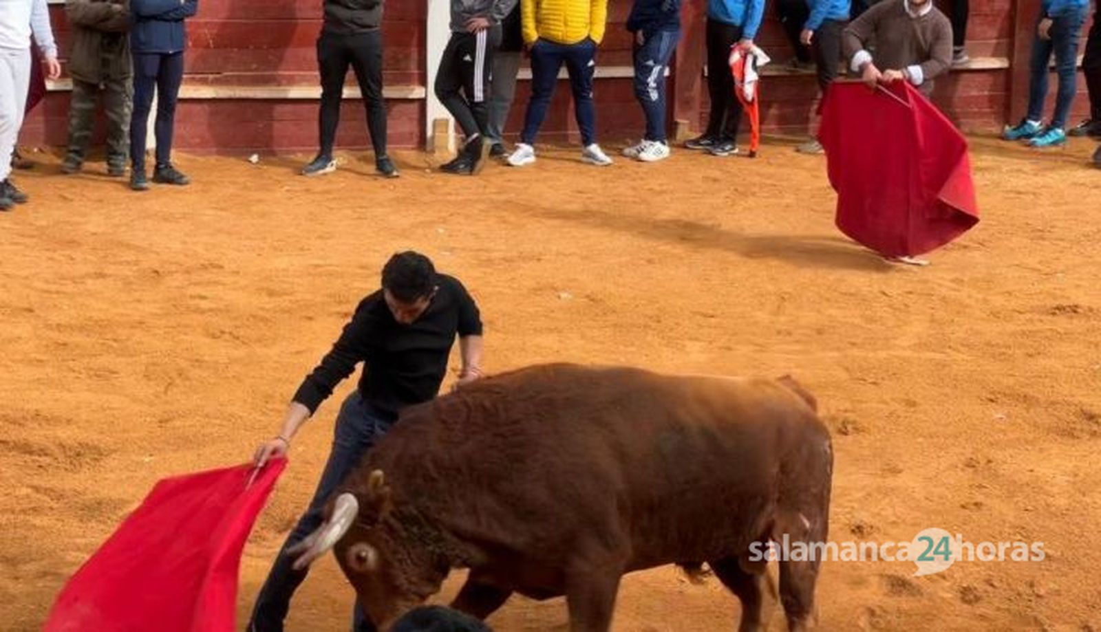 Sombrereto, astado más bravo de El Pilar. Foto S24H (2)
