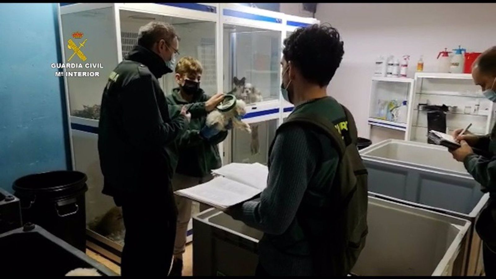 La Guardia Civil investiga a una empresa por la comercialización ilícita de animales domésticos.   GUARDIA CIVIL