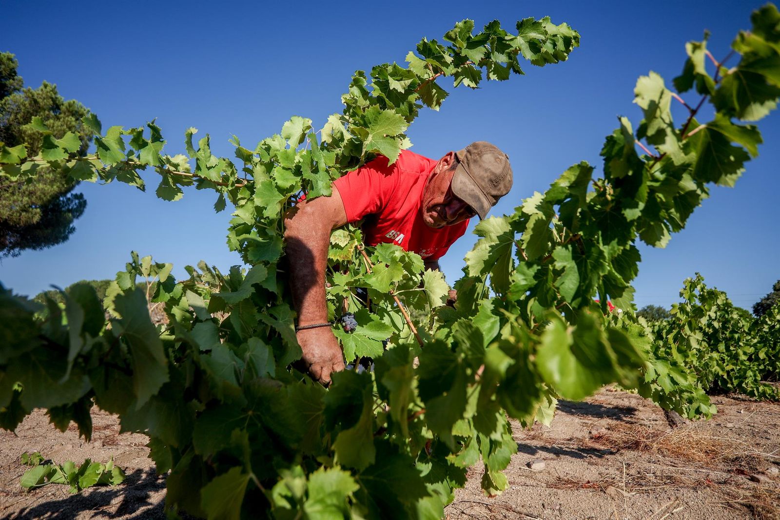 Archivo   Un trabajador recoge uvas en el campo   Ricardo Rubio   Europa Press   Archivo