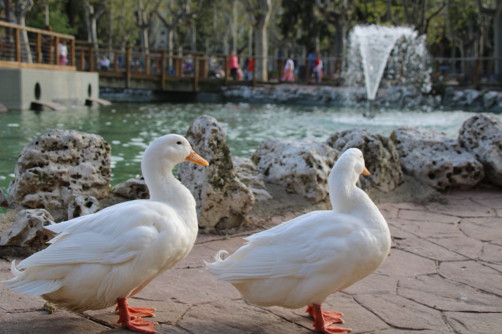 Patos y cisnes vuelven al estanque de La Alamedilla