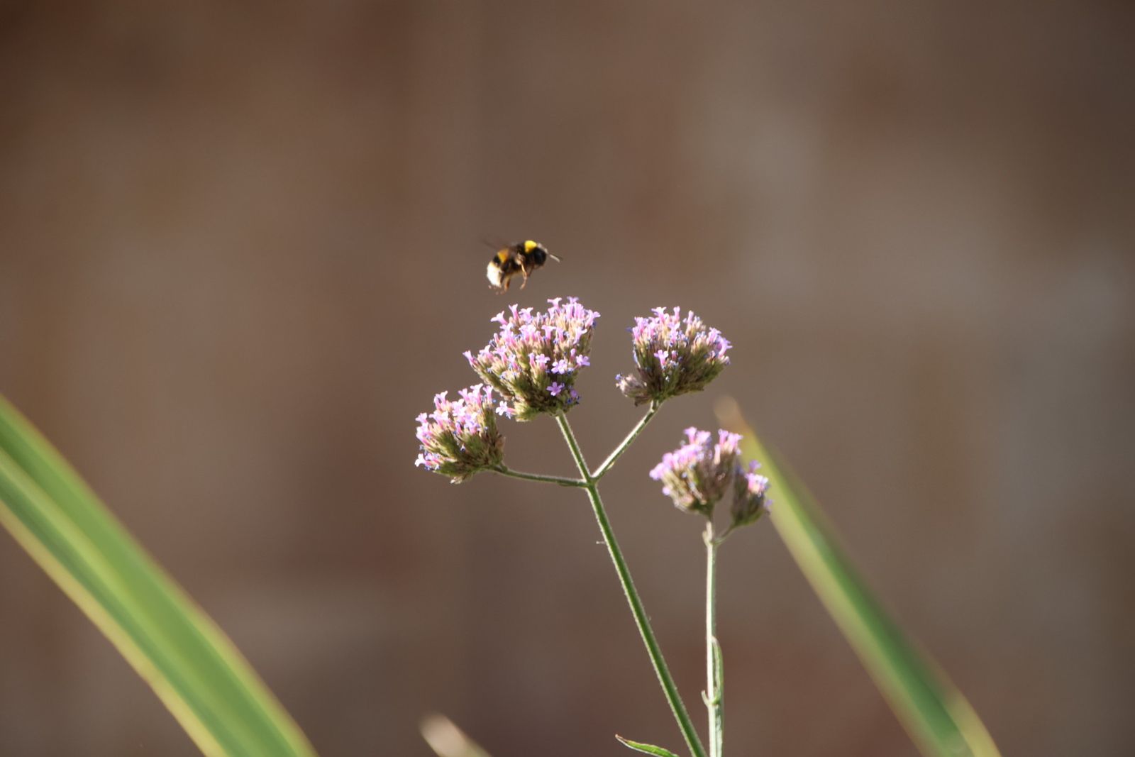 Entrevista Jaime Laso, técnico ayto para el reportaje de los polinizadores