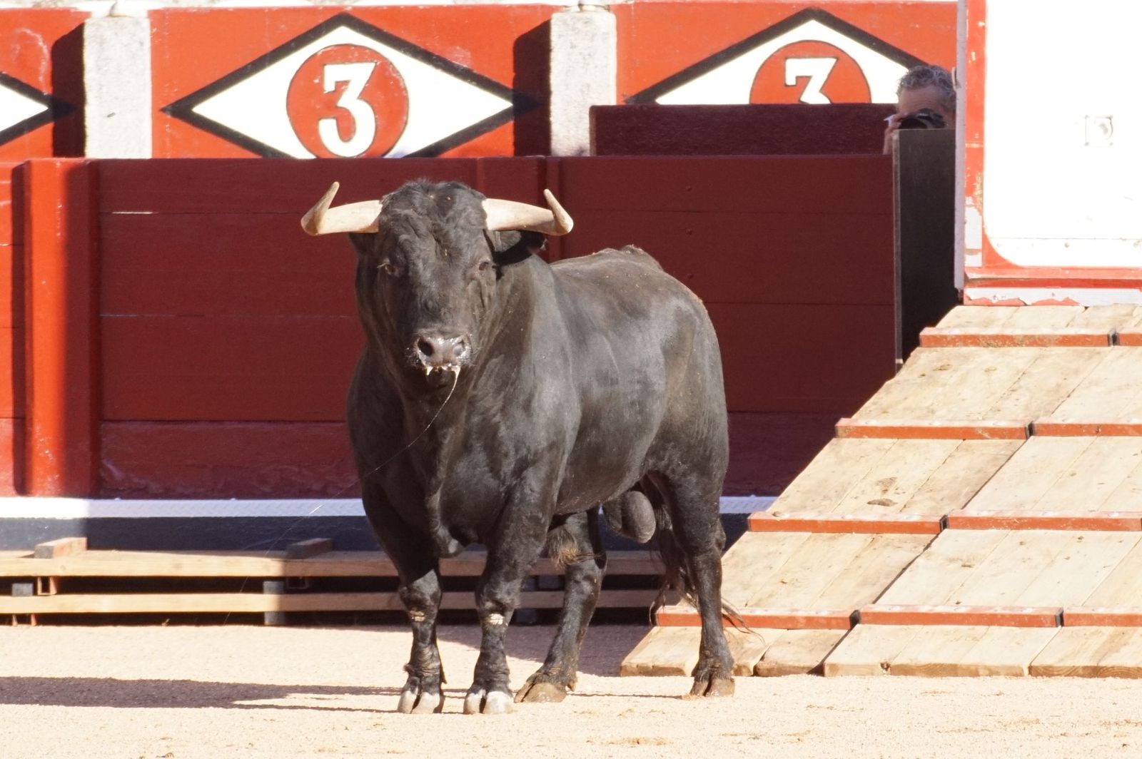 Tradicional Desenjaule en la Plaza de Toros La Glorieta