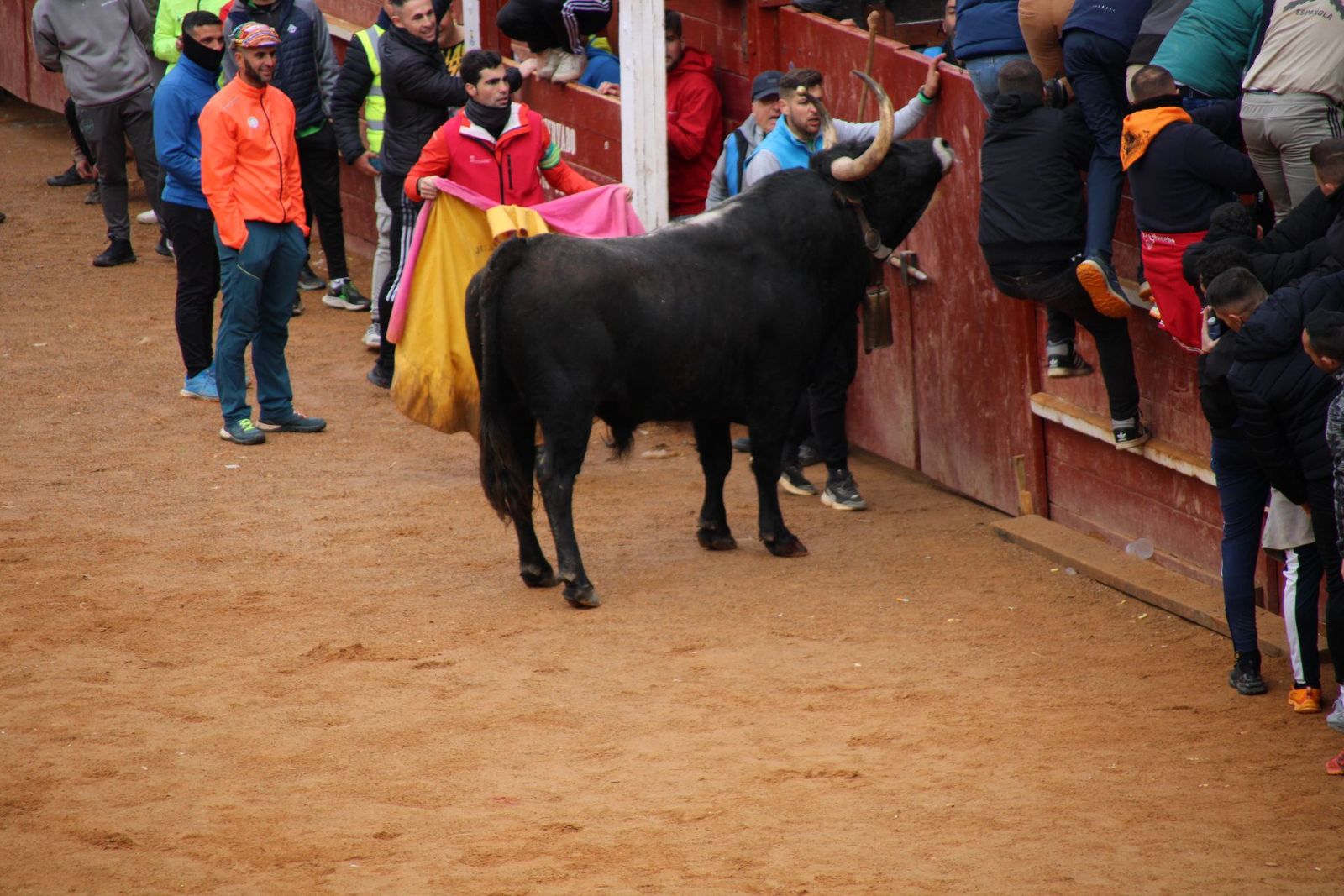 encierro-urbano-martes-de-carnaval-ciudad-rodrigo-2025-7