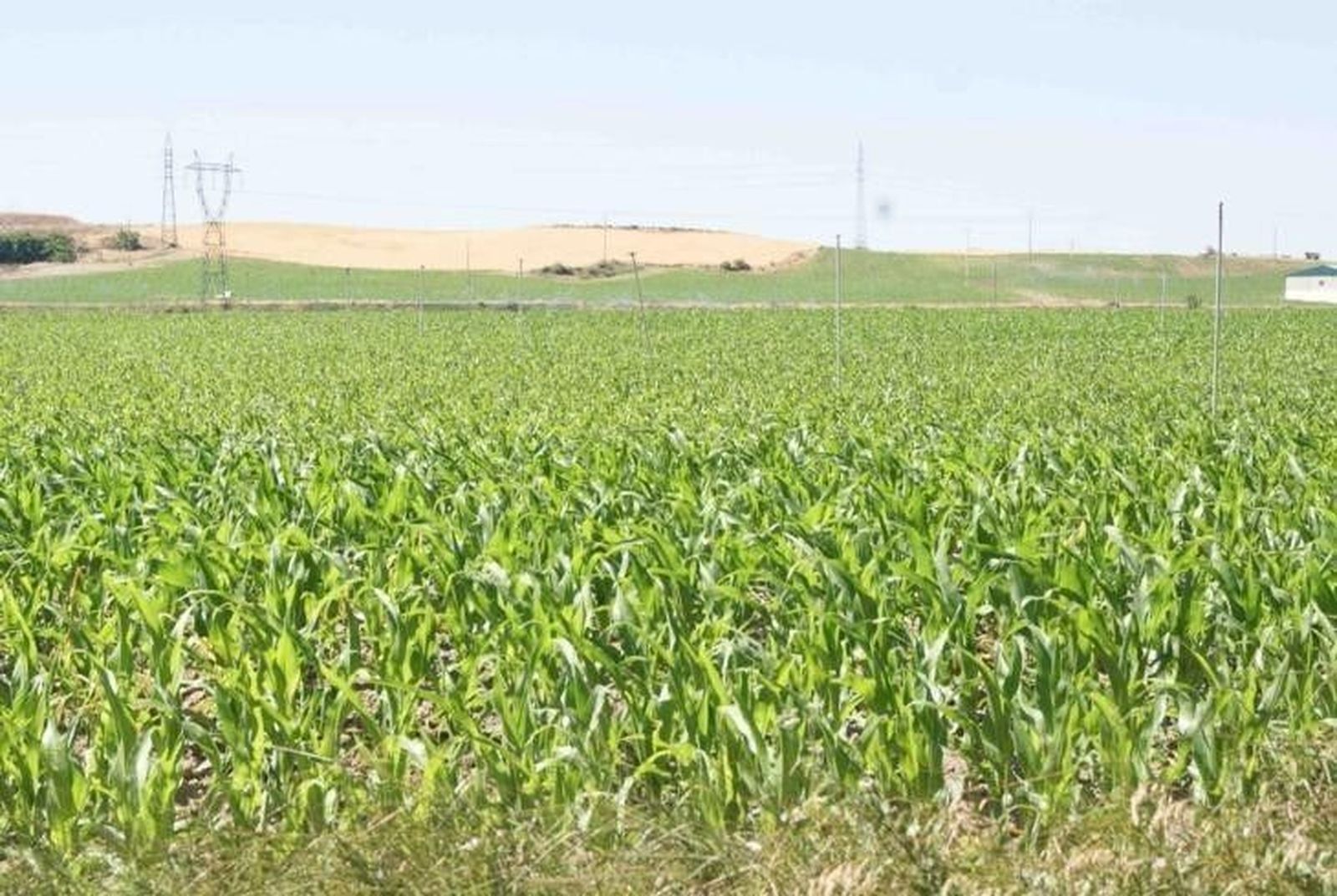 Rechazo en las Cortes a garantizar la inclusión de caminos en las concentraciones parcelarias
