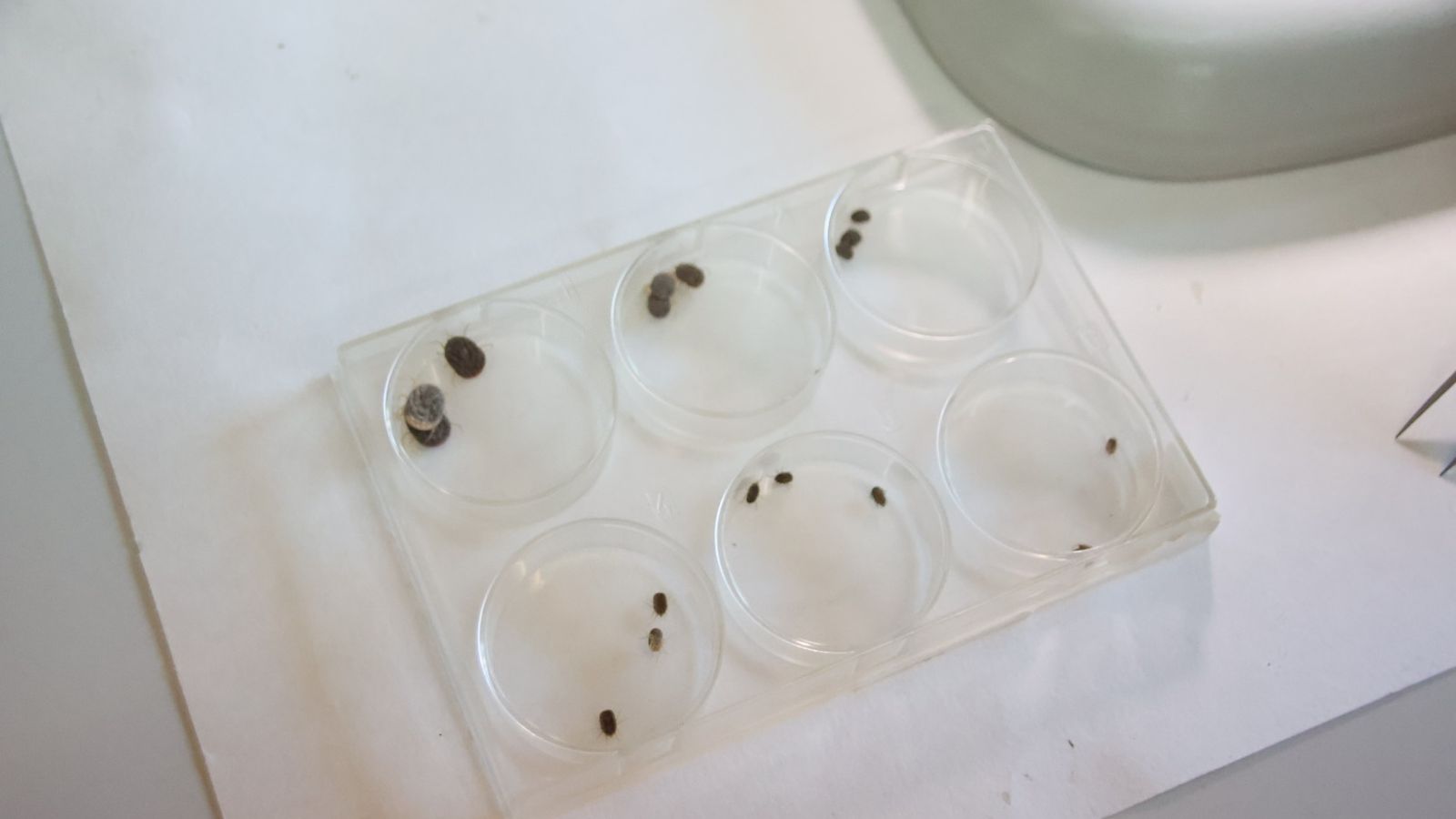 Muestras de ‘Ornithodoros erraticus’ y la ‘Ornithodoros moubata’  en el laboratorio del IRNASA