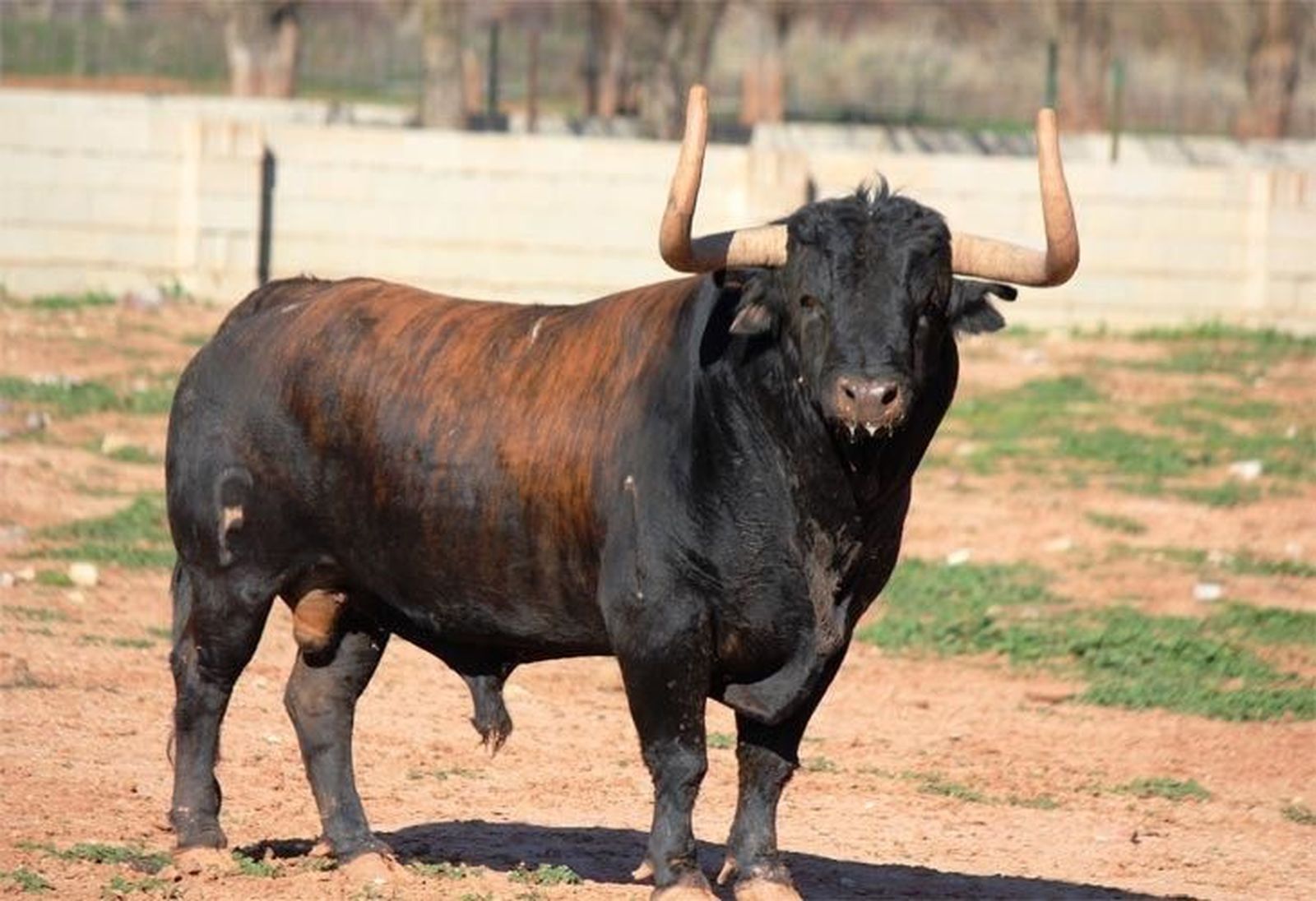 Benavente ya conoce a ‘Niñonazo’, su Toro Enmaromado para 2016