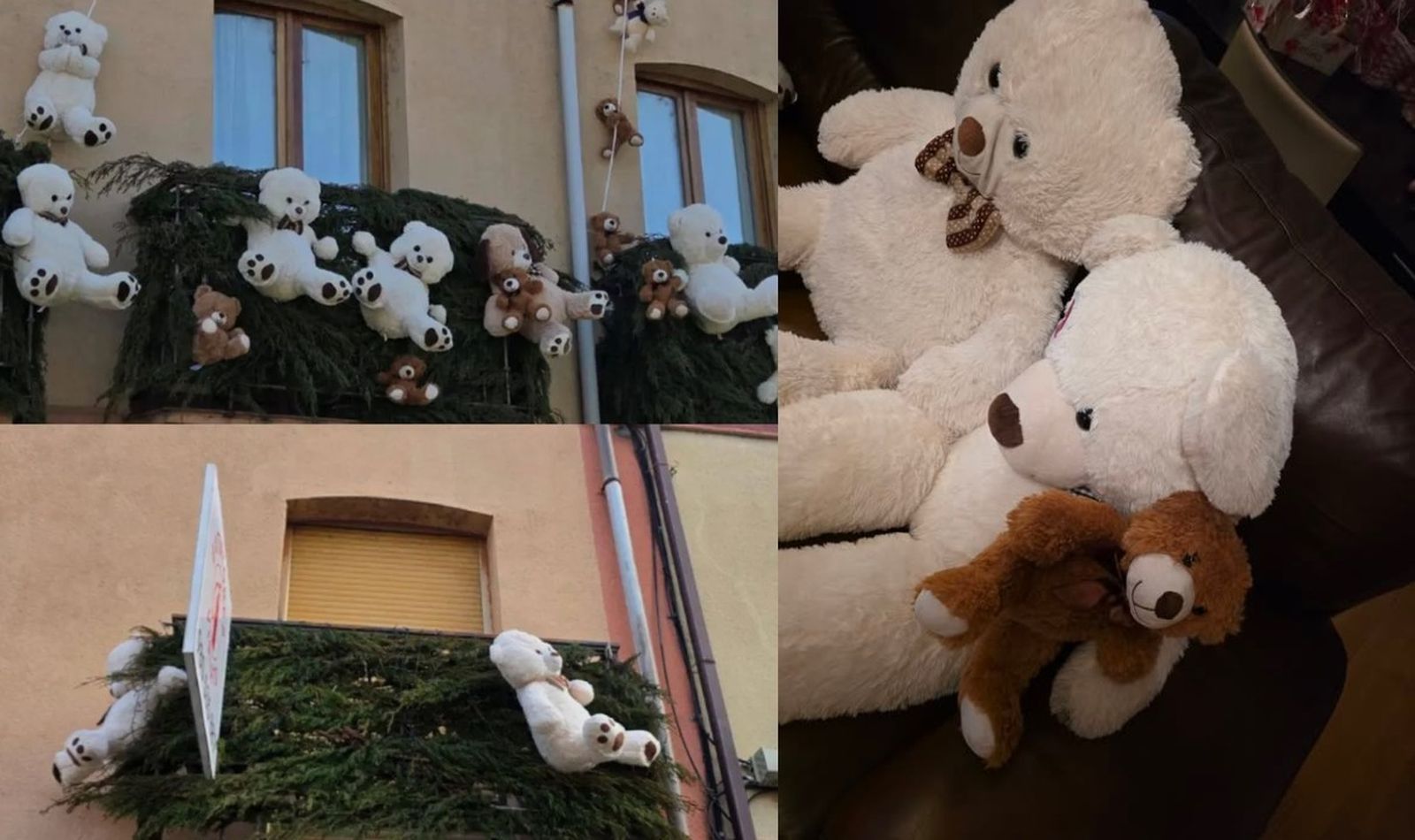 Los osos que desaparecieron hace unas semanas han regresado con sus dueños