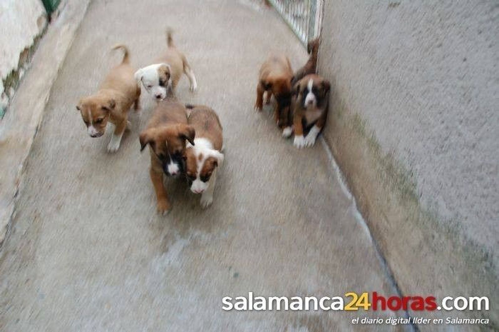 Club del Perro 31 agosto