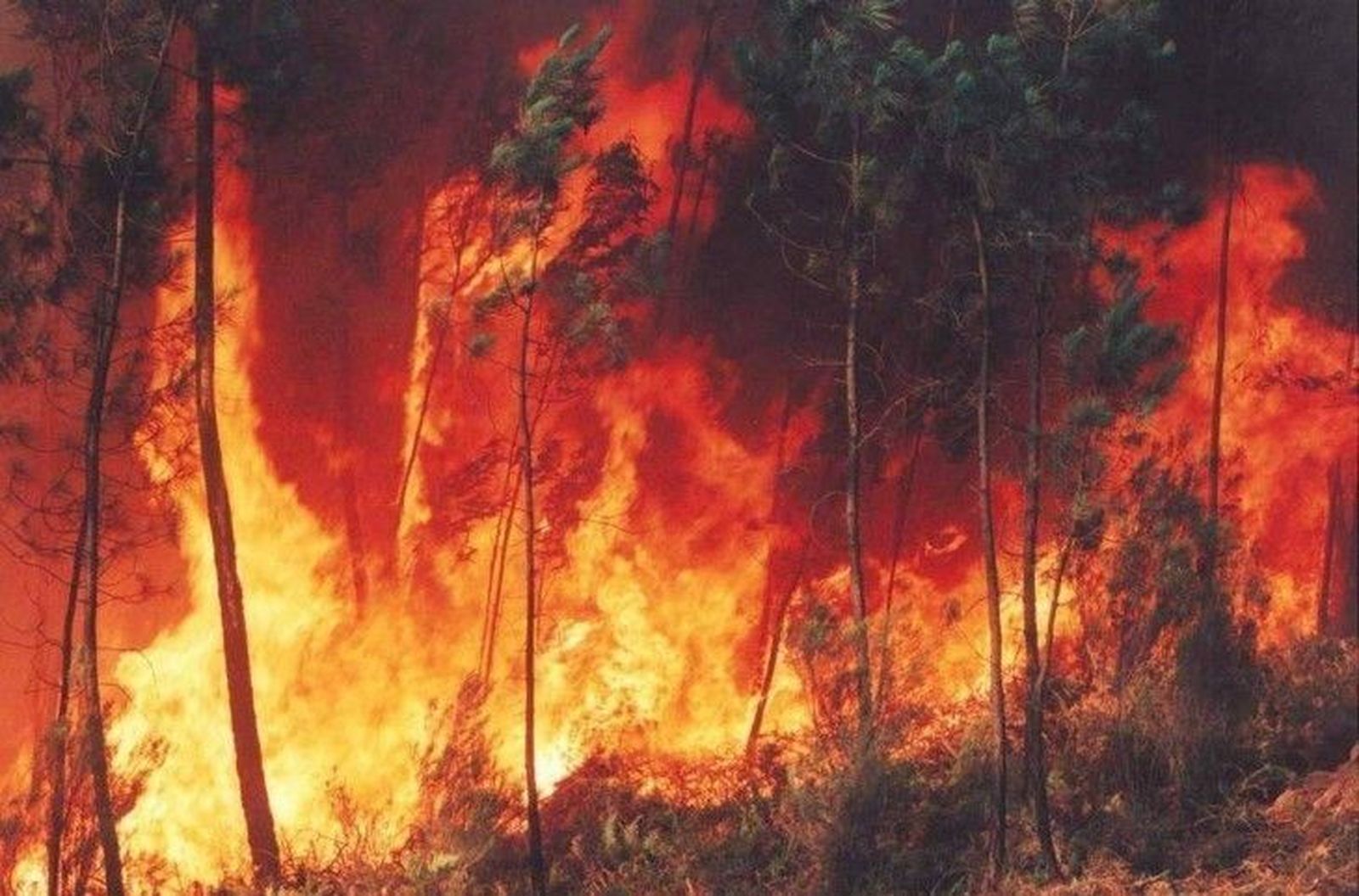 El Ministerio activa un dispositivo extraordinario de refuerzo para la extinción de incendios forestales