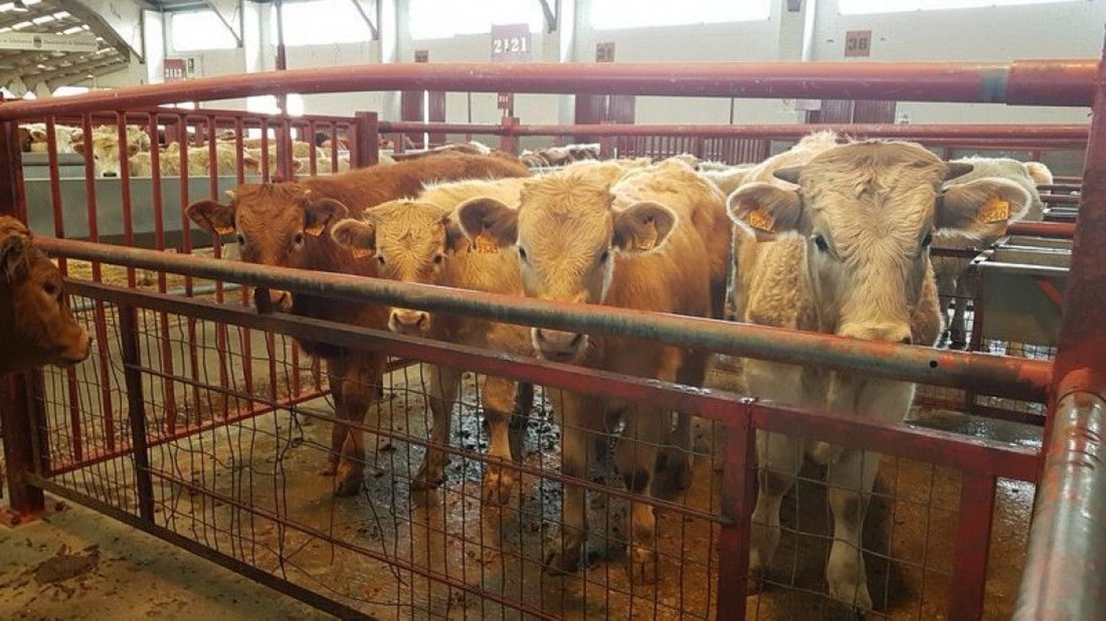 La Lonja de Salamanca deja la escalada de precios para cereales, porcino y lechones