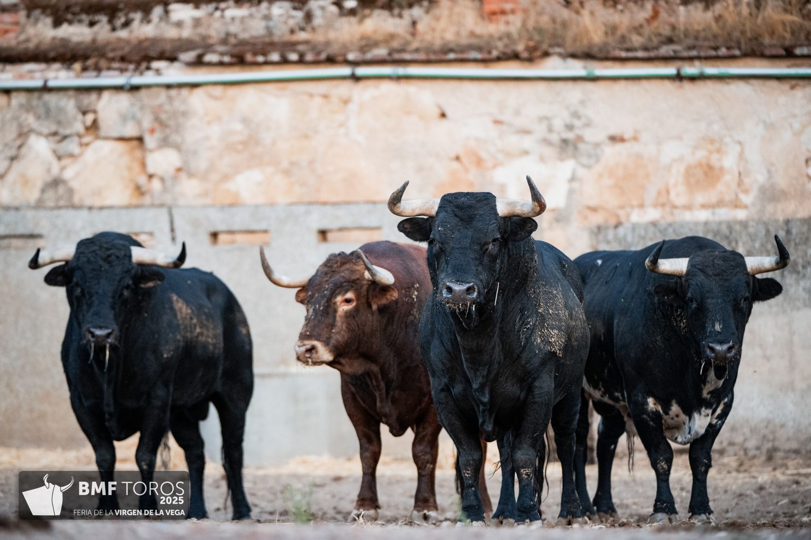 De 'Filósofo' a 'Volador': los toros García y Olga Jiménez para el regreso de Morante a La Glorieta con Ismael Martín y Marco Pérez