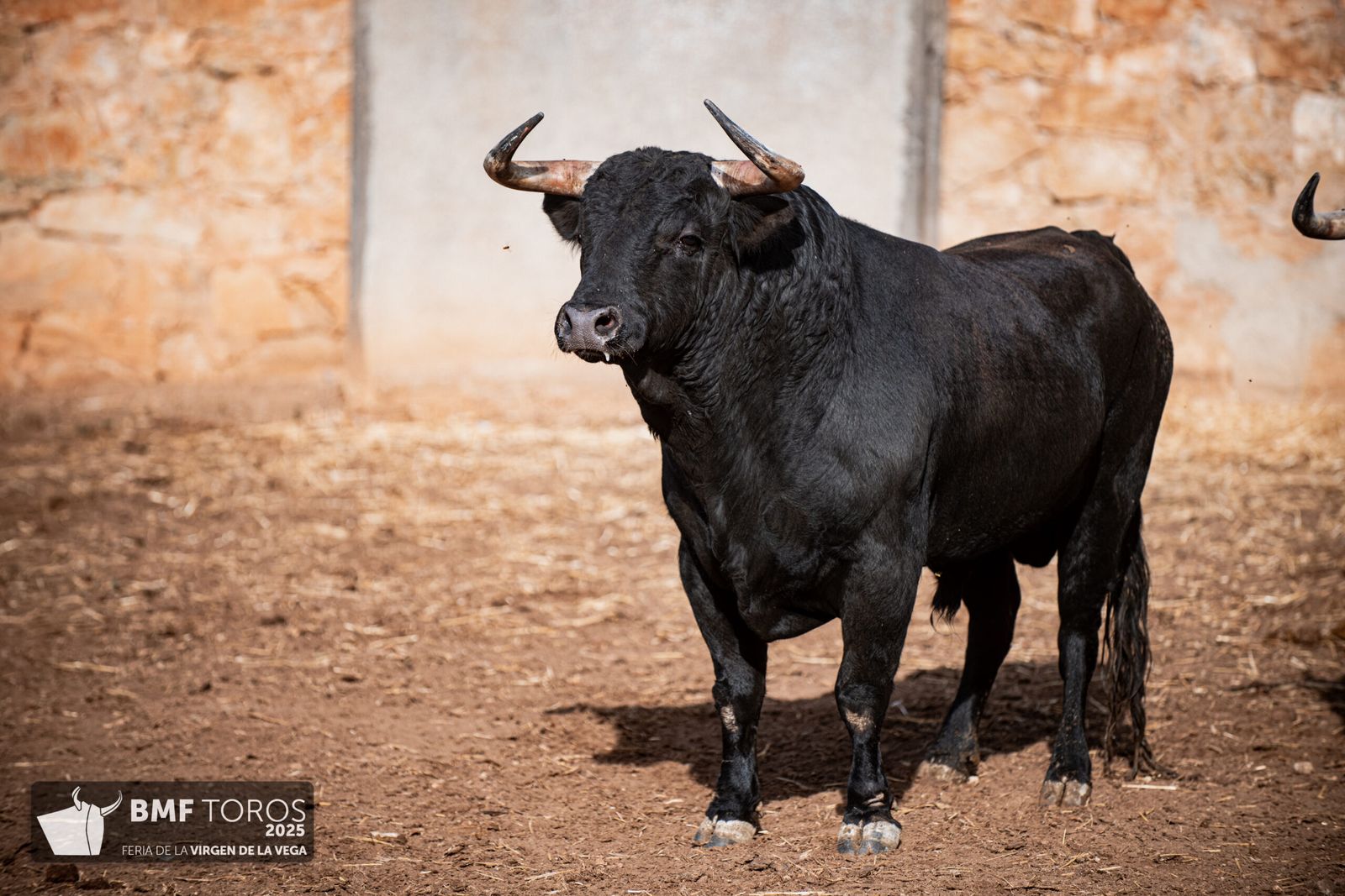 De 'Filósofo' a 'Volador': los toros García y Olga Jiménez para el regreso de Morante a La Glorieta con Ismael Martín y Marco Pérez