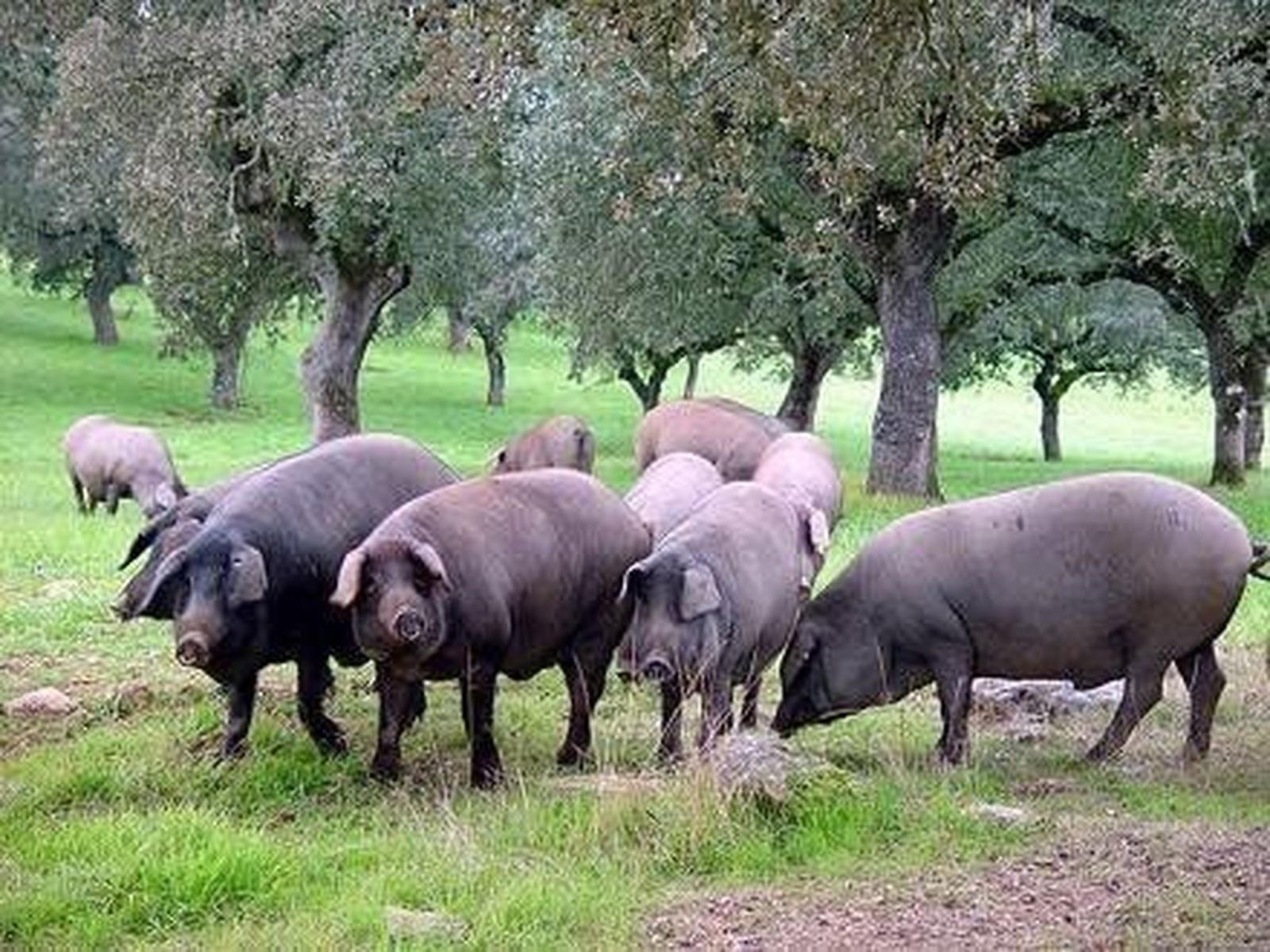 La industria del cerdo ibérico a nivel nacional, reunida en Salamanca para analizar la evolución del sector. Foto de archivo
