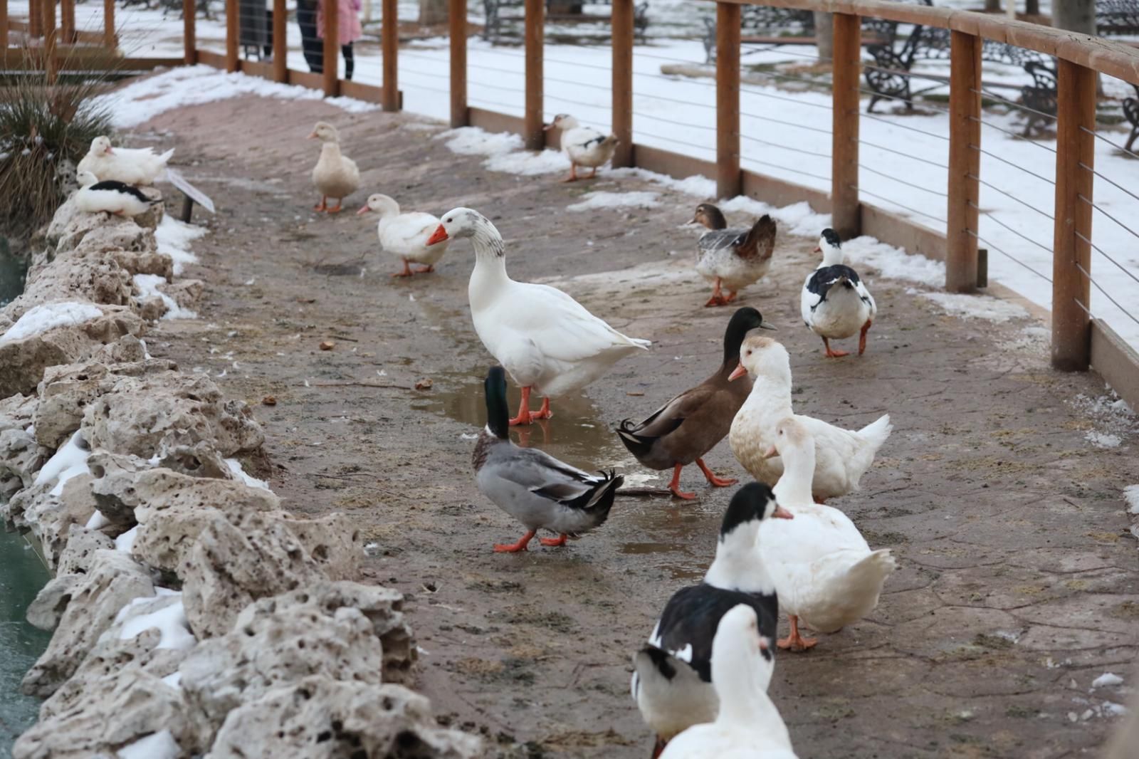Los patos y cisnes del estanque de la Alamedilla, este martes