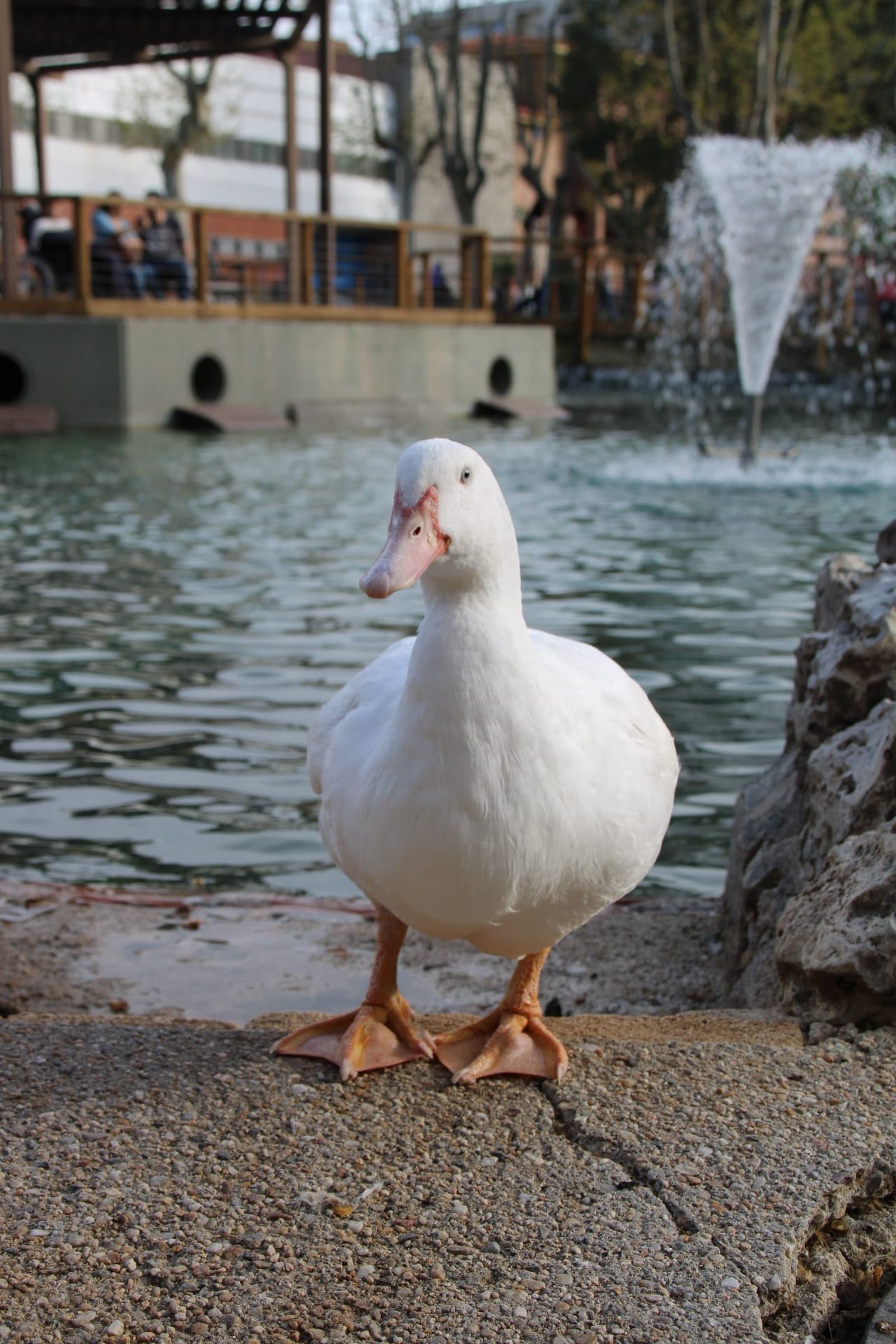 Patos y cisnes vuelven al estanque de La Alamedilla