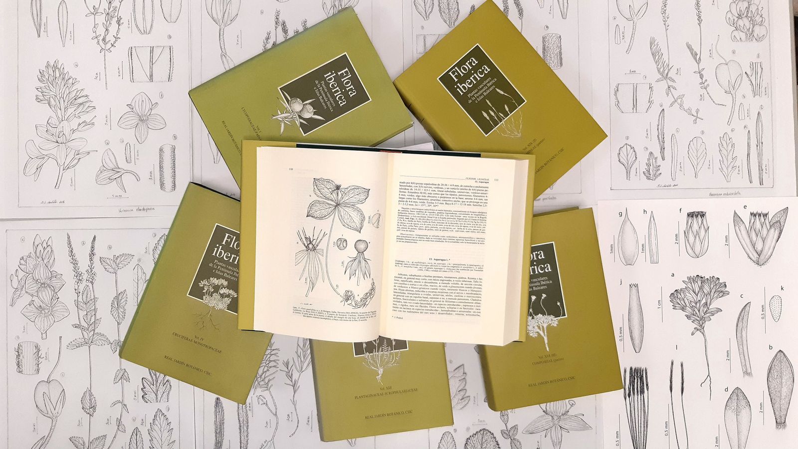 La 'Organization for the Phyto Taxonomic Investigation of the Mediterranean Area' (OPTIMA)