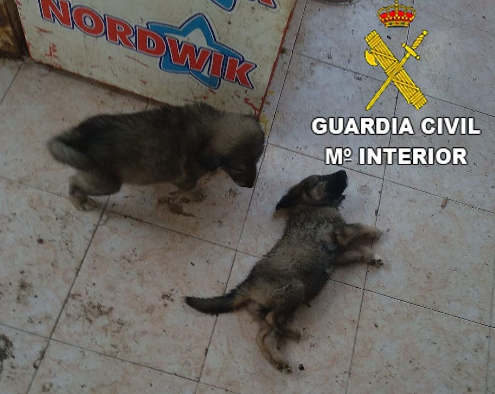 Detenido por maltrato animal en Benicarló