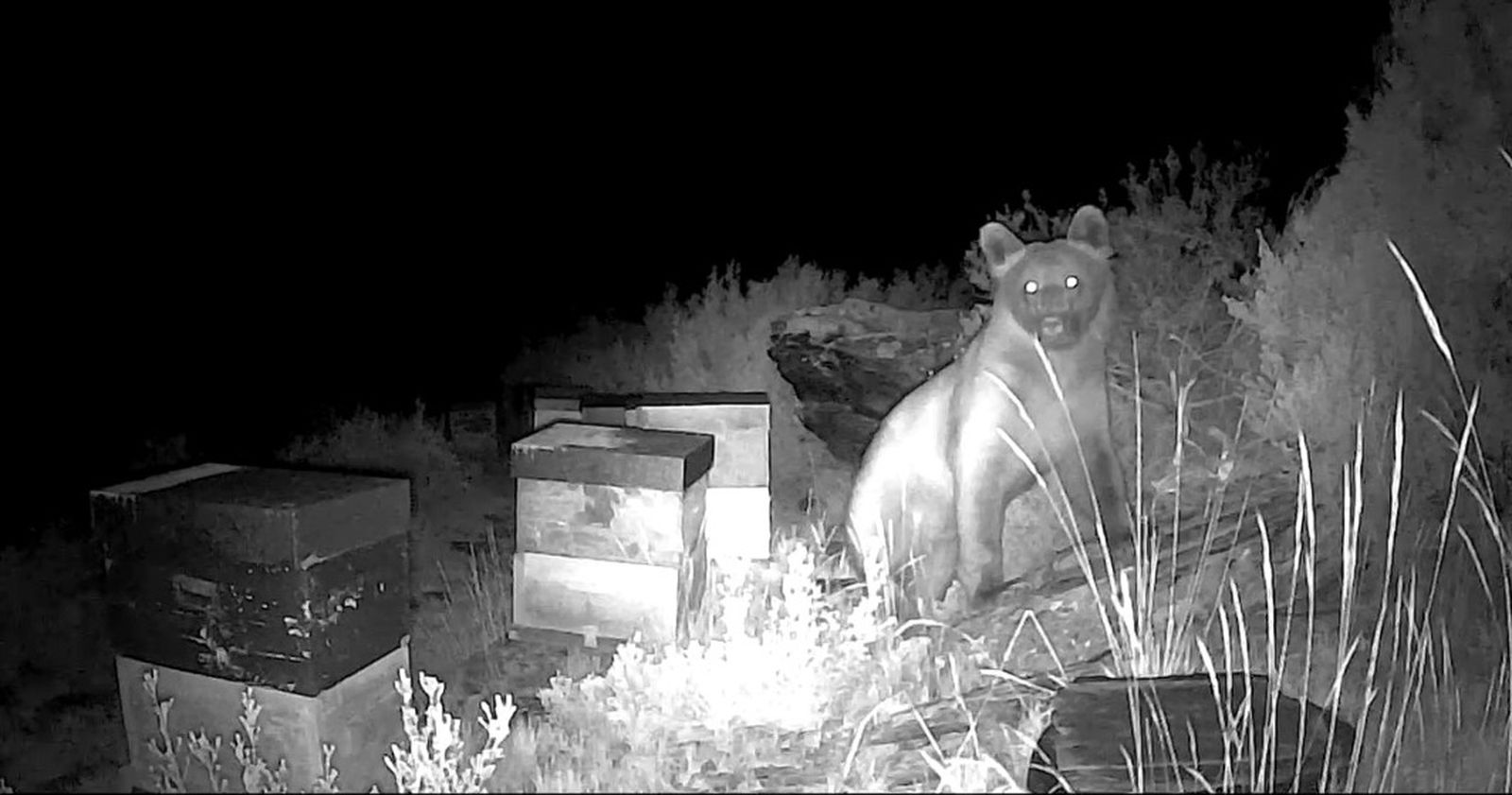 Oso en las colmenas de Muelas de los Caballeros