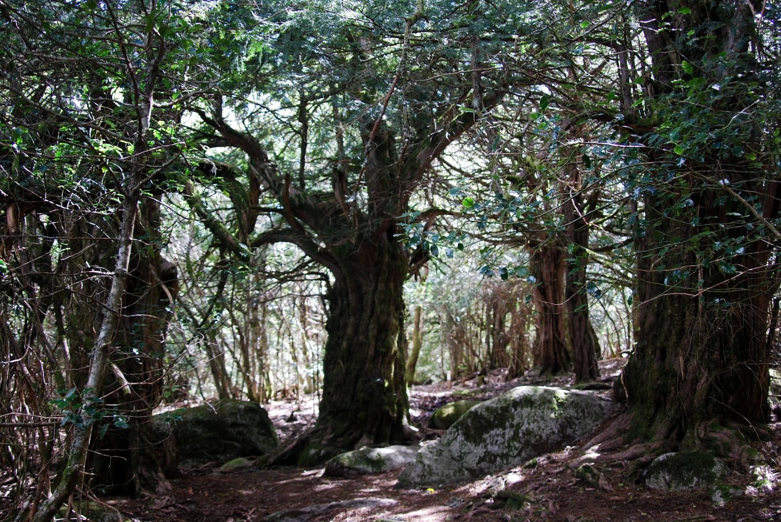 Bosque de Tejedelo. Wikiloc