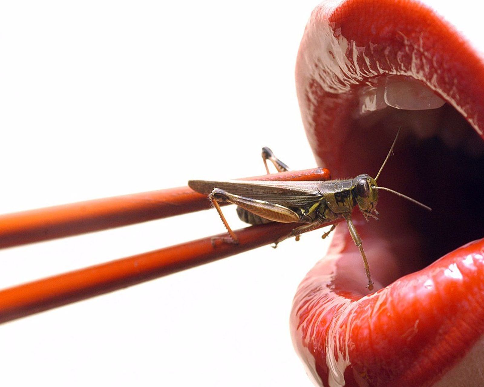 Comer insectos. EP Comer insectos. EP