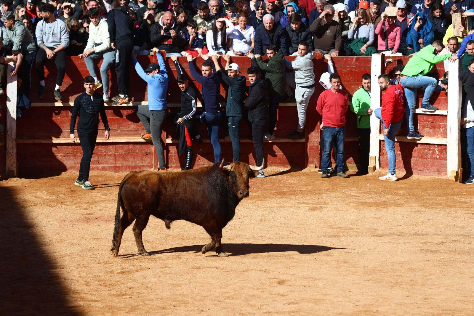 Capea de mañana en el martes del Carnaval del Toro de Ciudad Rodrigo
