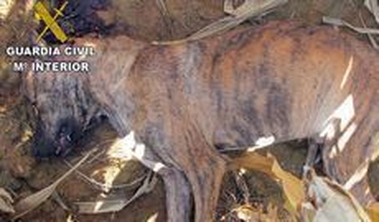 Imputado por pegarle un tiro a uno de sus perros de caza tras una cacería en Tábara