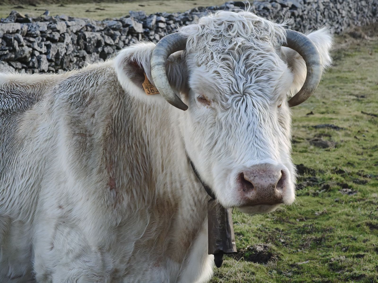 Vacas en el campo. Archivo. S24H Vacas en el campo. Archivo. S24H