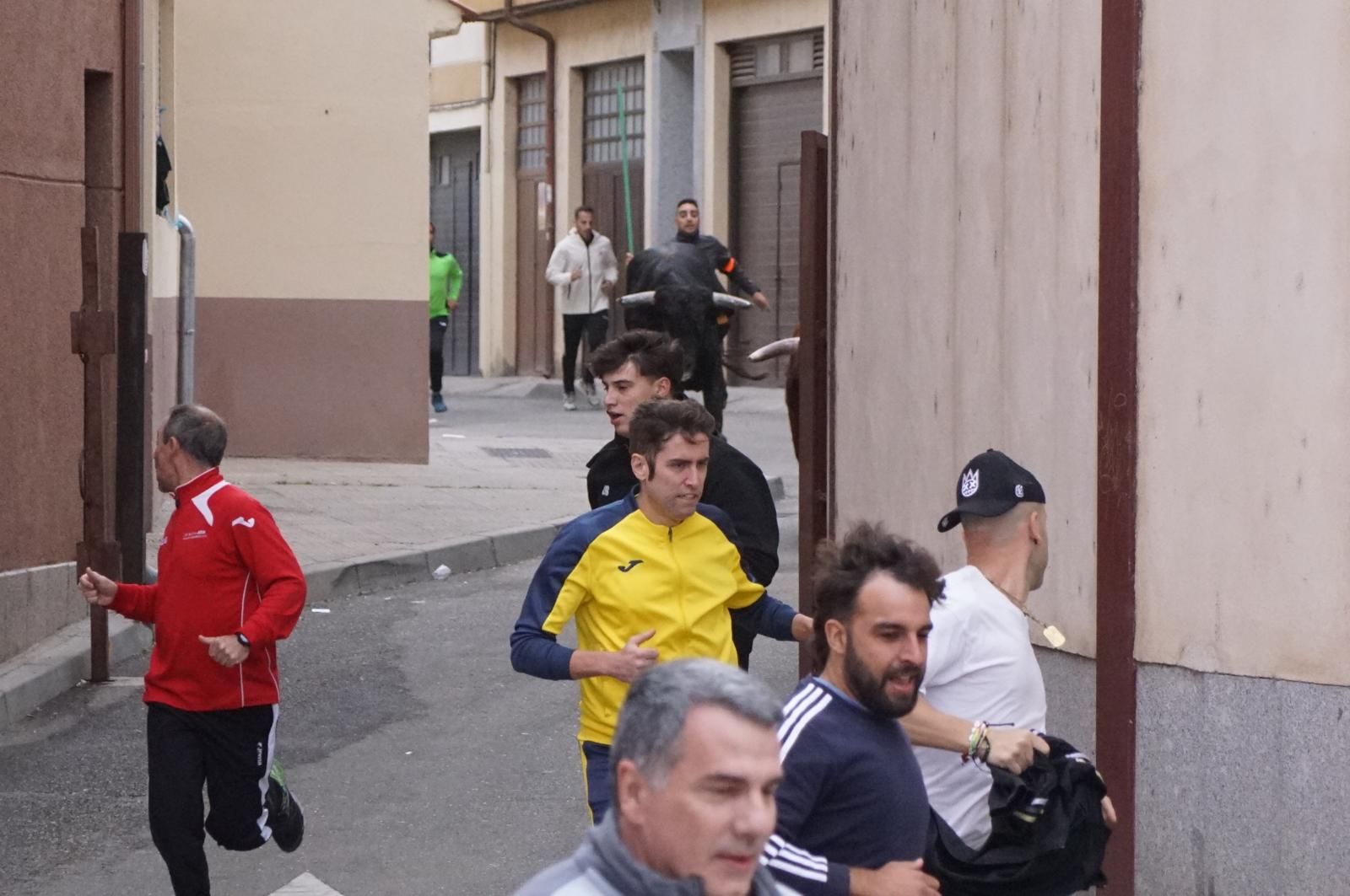 Alba de Tormes celebra un encierro, capea y encierro de minibueyes