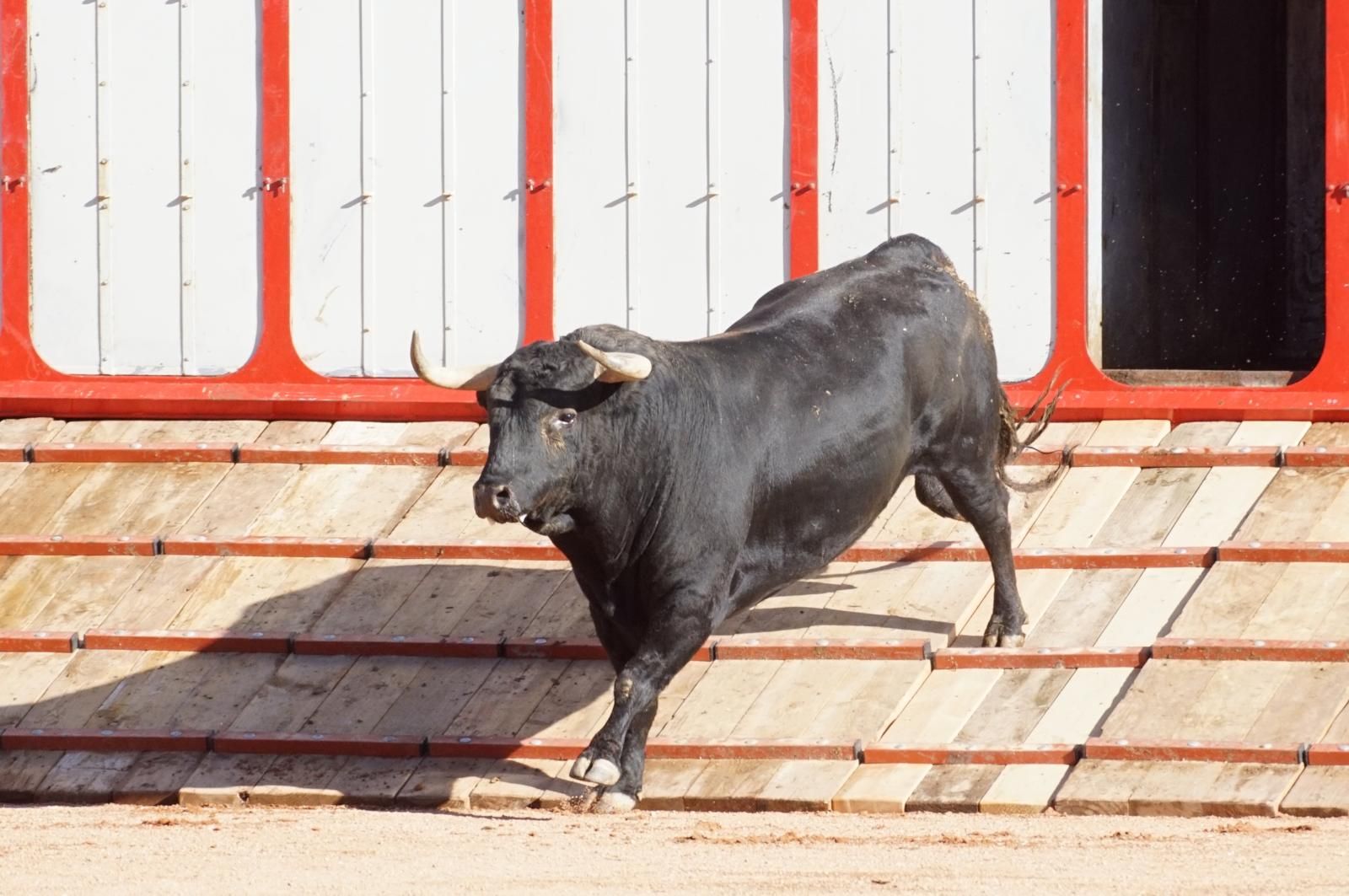Tradicional Desenjaule en la Plaza de Toros La Glorieta