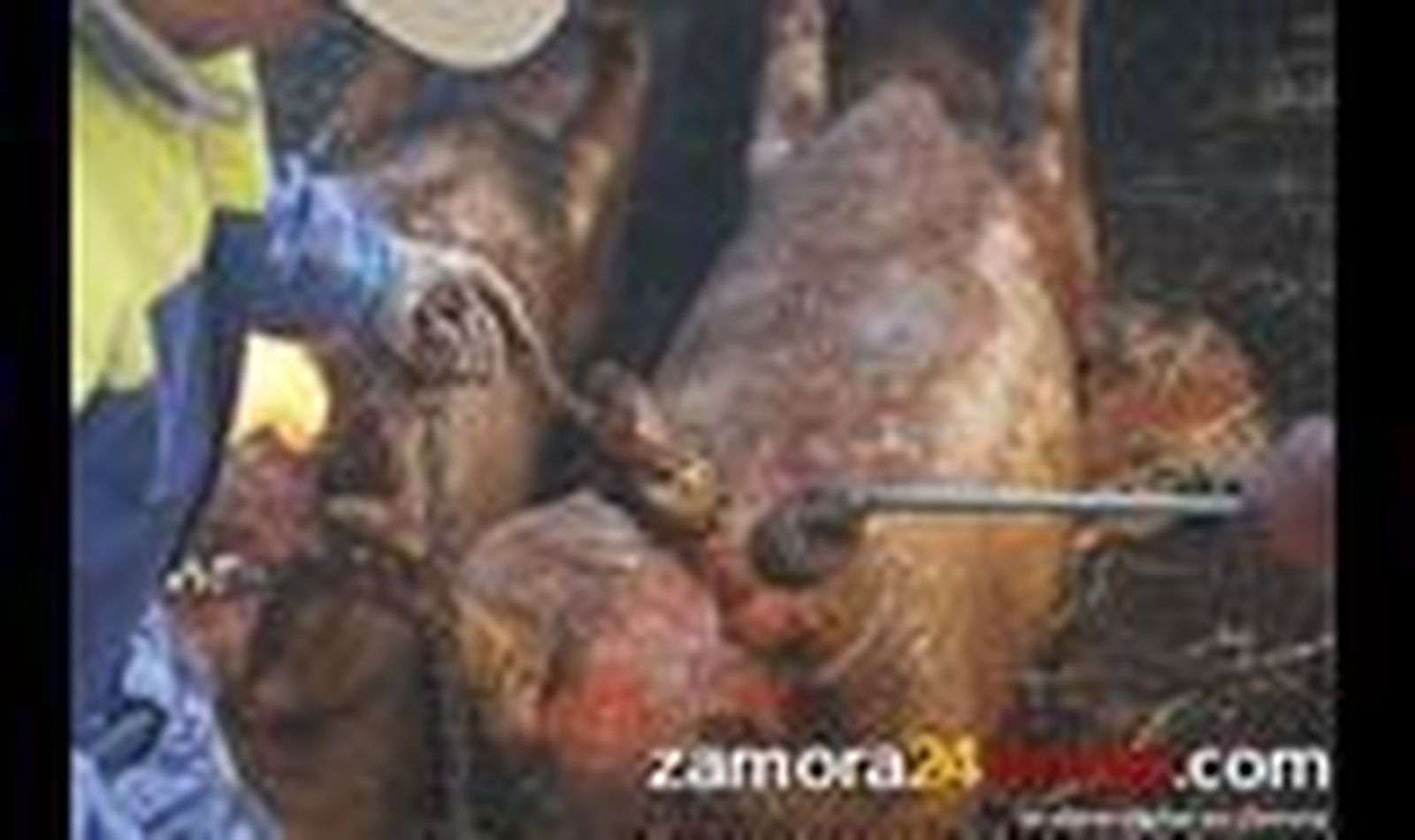 Comienza el periodo de autorización de matanzas domiciliarias de cerdos