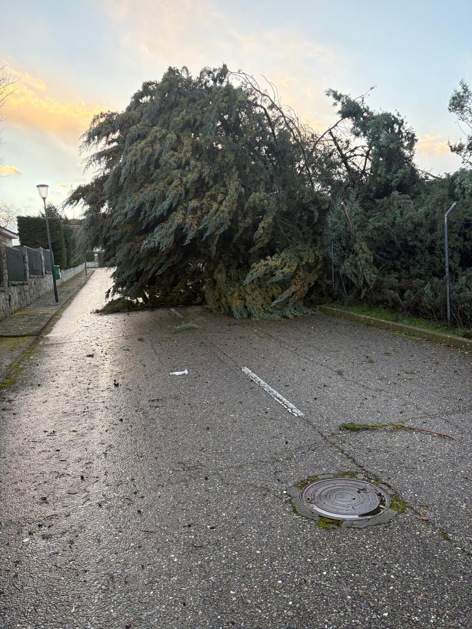 El Pinar de Alba sufre los estragos de las fuertes rachas de viento